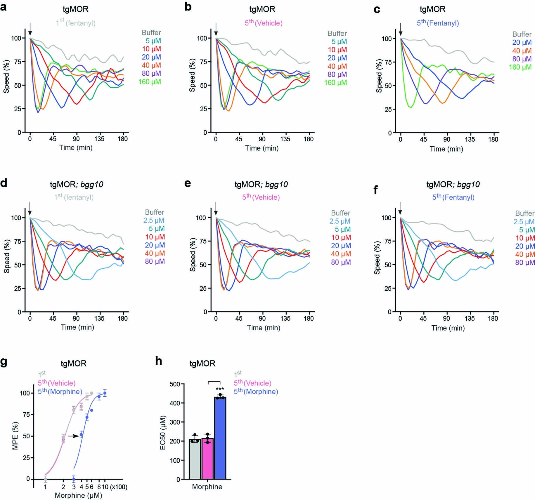 Extended Data Fig. 1: TgMOR; bgg10 mutants show impaired tolerance to fentanyl and morphine.