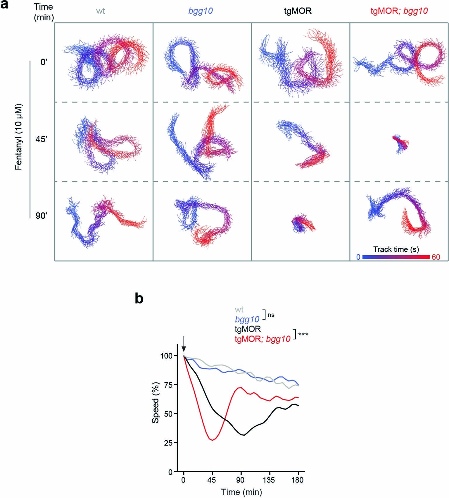 Extended Data Fig. 3: Altered opioid responsiveness of tgMOR; bgg10.