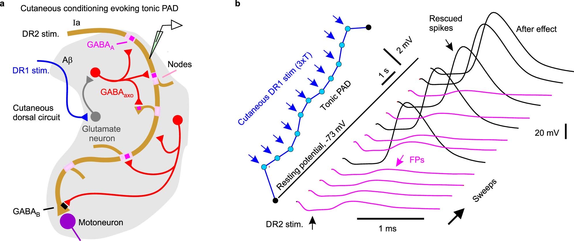 Extended Data Fig. 6: Cutaneous driven trisynaptic circuits mediating PAD and assisting repetitive firing.