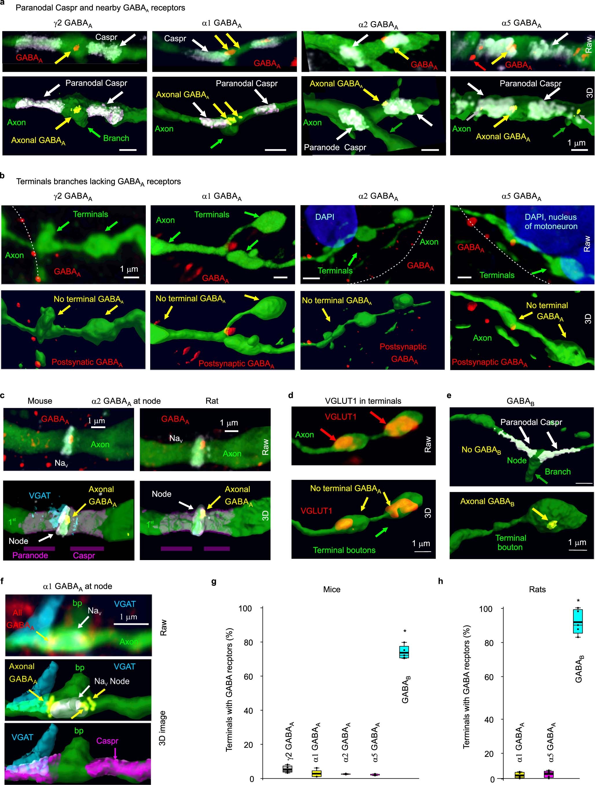 Extended Data Fig. 1: Nodal and not terminal GABAA receptors in mice and rats.