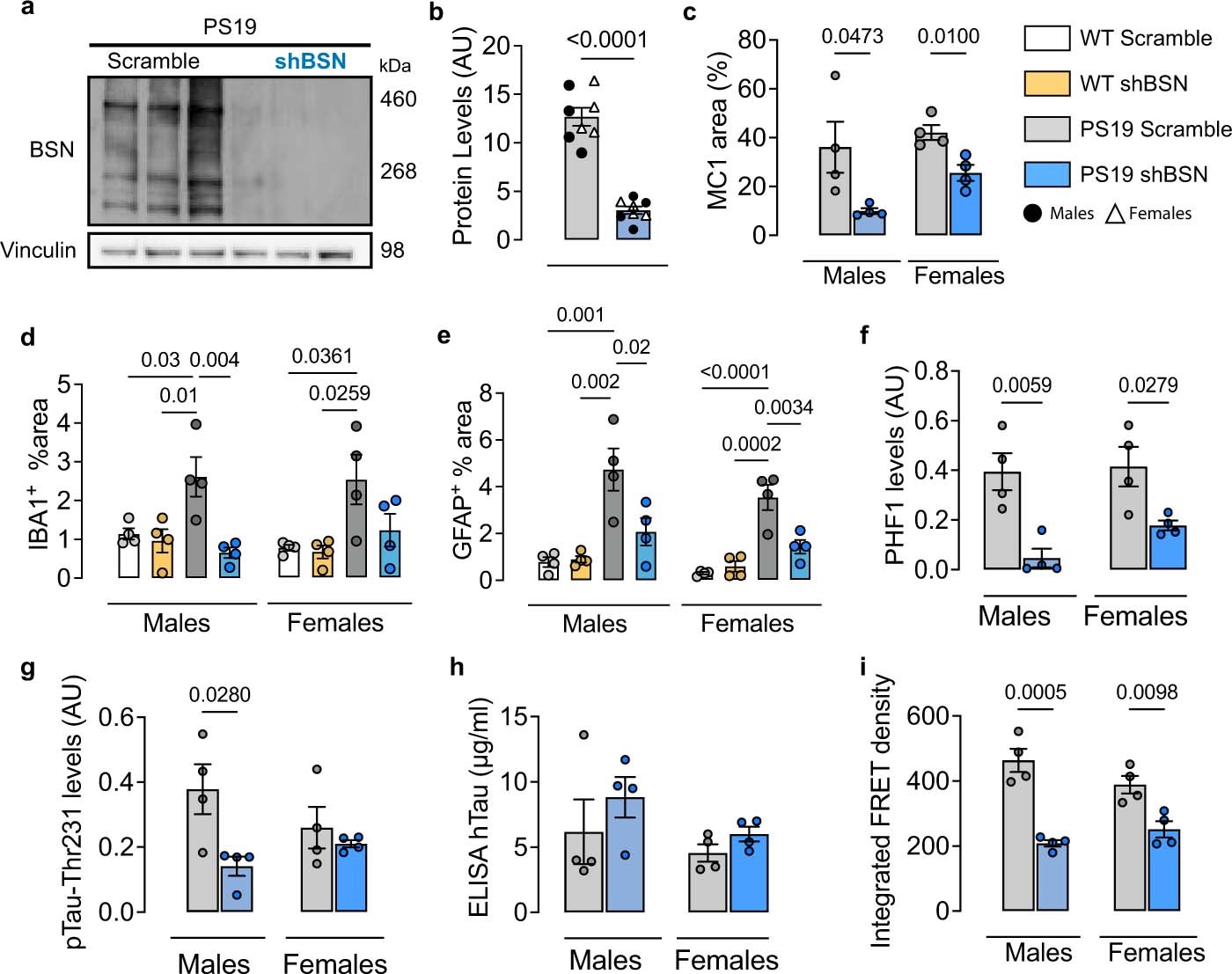 Extended Data Fig. 6: Reducing bassoon levels mitigate tau pathology in male and female PS19 mice.
