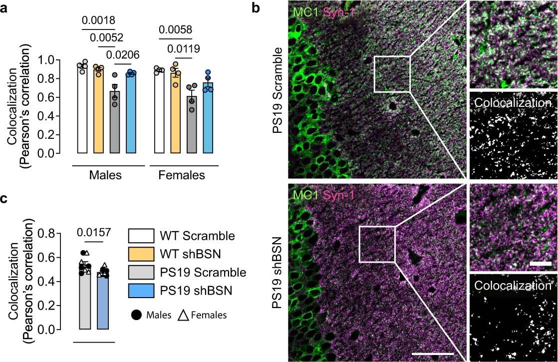 Extended Data Fig. 8: Rescue of synaptic integrity in PS19 after bassoon downregulation.