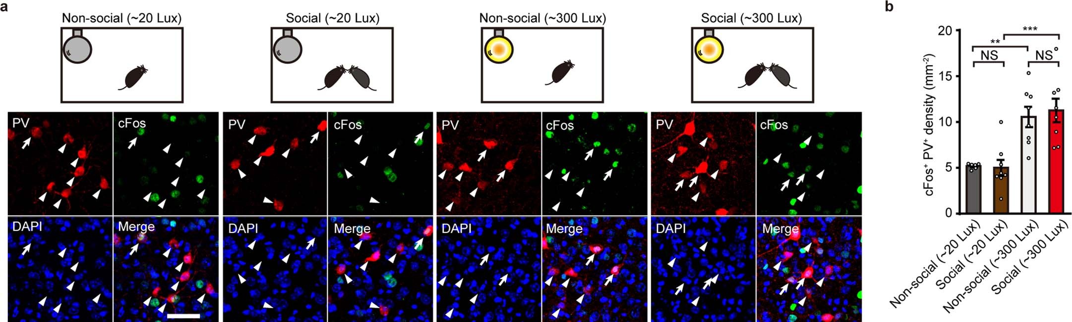 Extended Data Fig. 6: BAPV Neurons are Activated under Anxiogenic but not Social Stimulus.