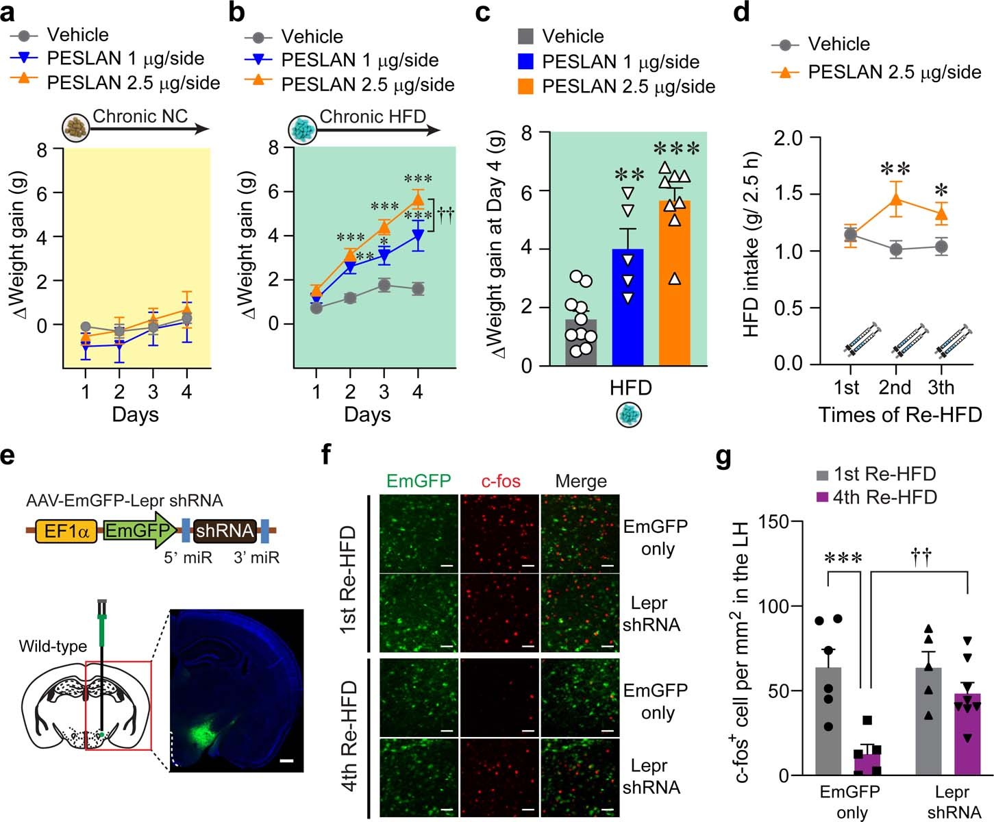 Extended Data Fig. 4: Impaired Lepr signaling in the LH recapitulates phenotypes of ELT mice.