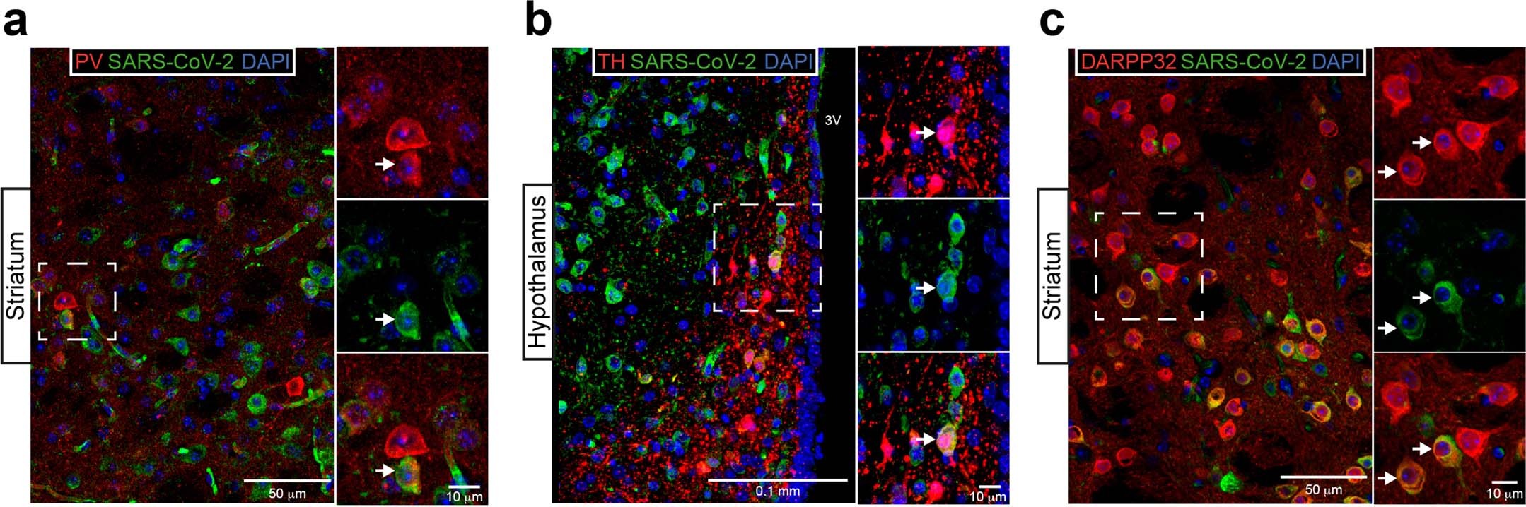 Extended Data Fig. 3
