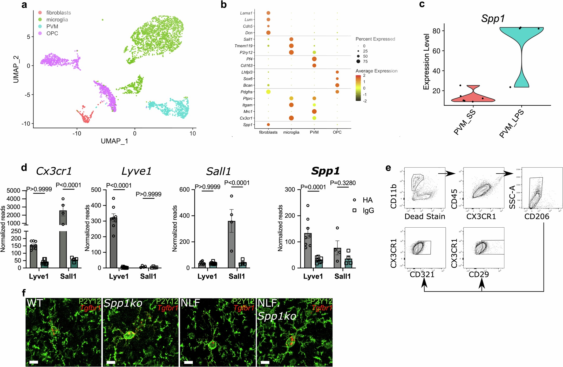 Extended Data Fig. 6: scRNA-seq and translatome analysis of perivascular cells and microglia.