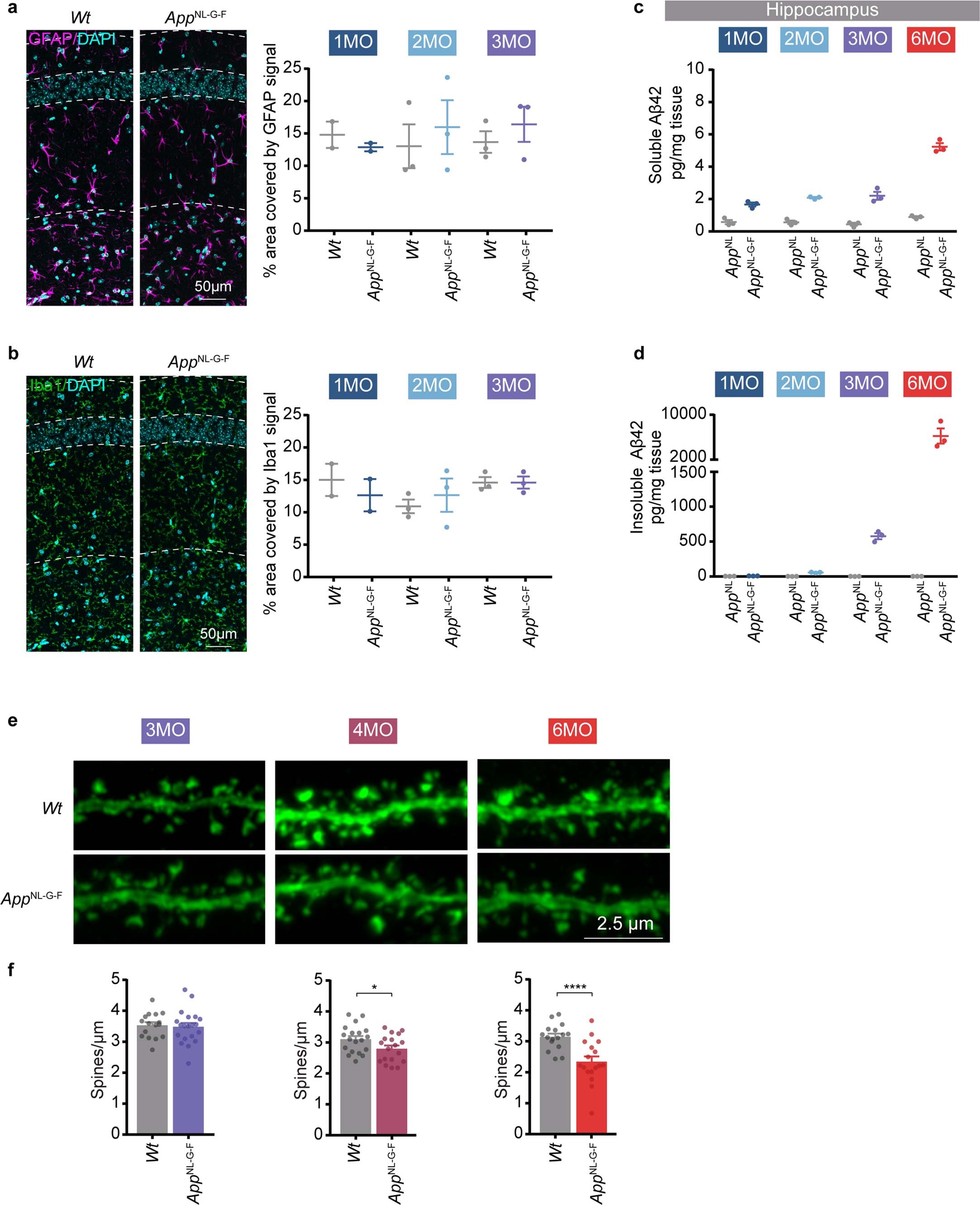 Extended Data Fig. 1: Early morphological alterations in the AppNL-G-F mice.