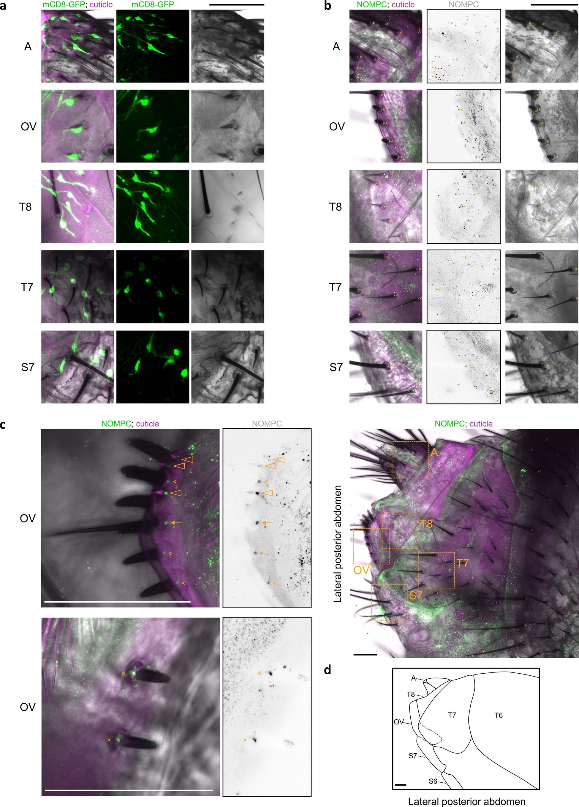 Extended Data Fig. 3: Mono-innervation and anti-NOMPC labeling of terminalia bristles.