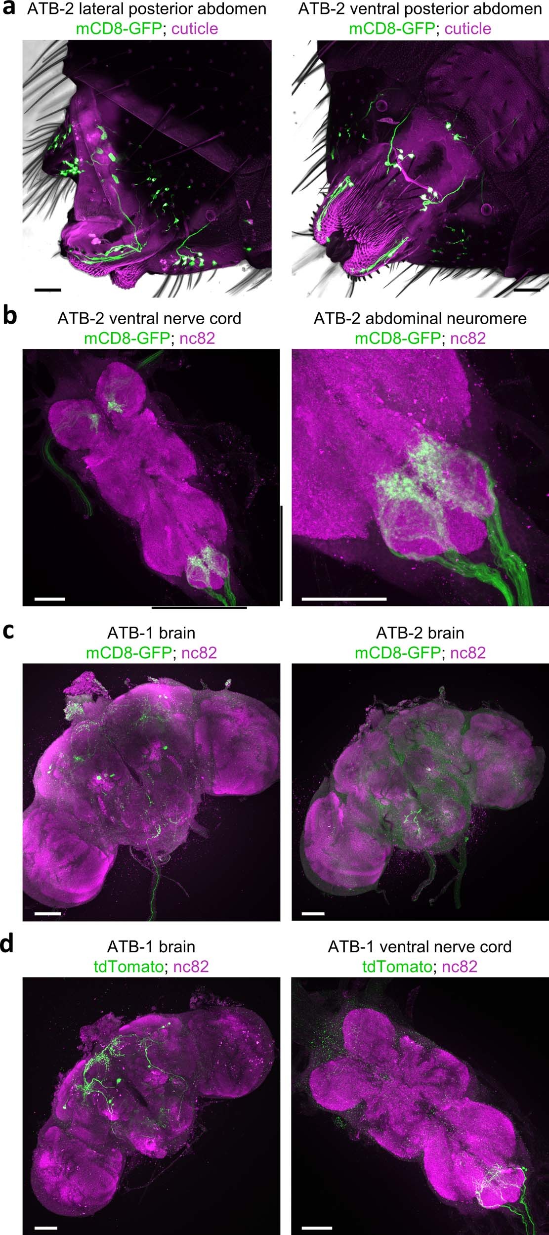 Extended Data Fig. 4: Expression pattern of ATB-split-GAL4 lines.