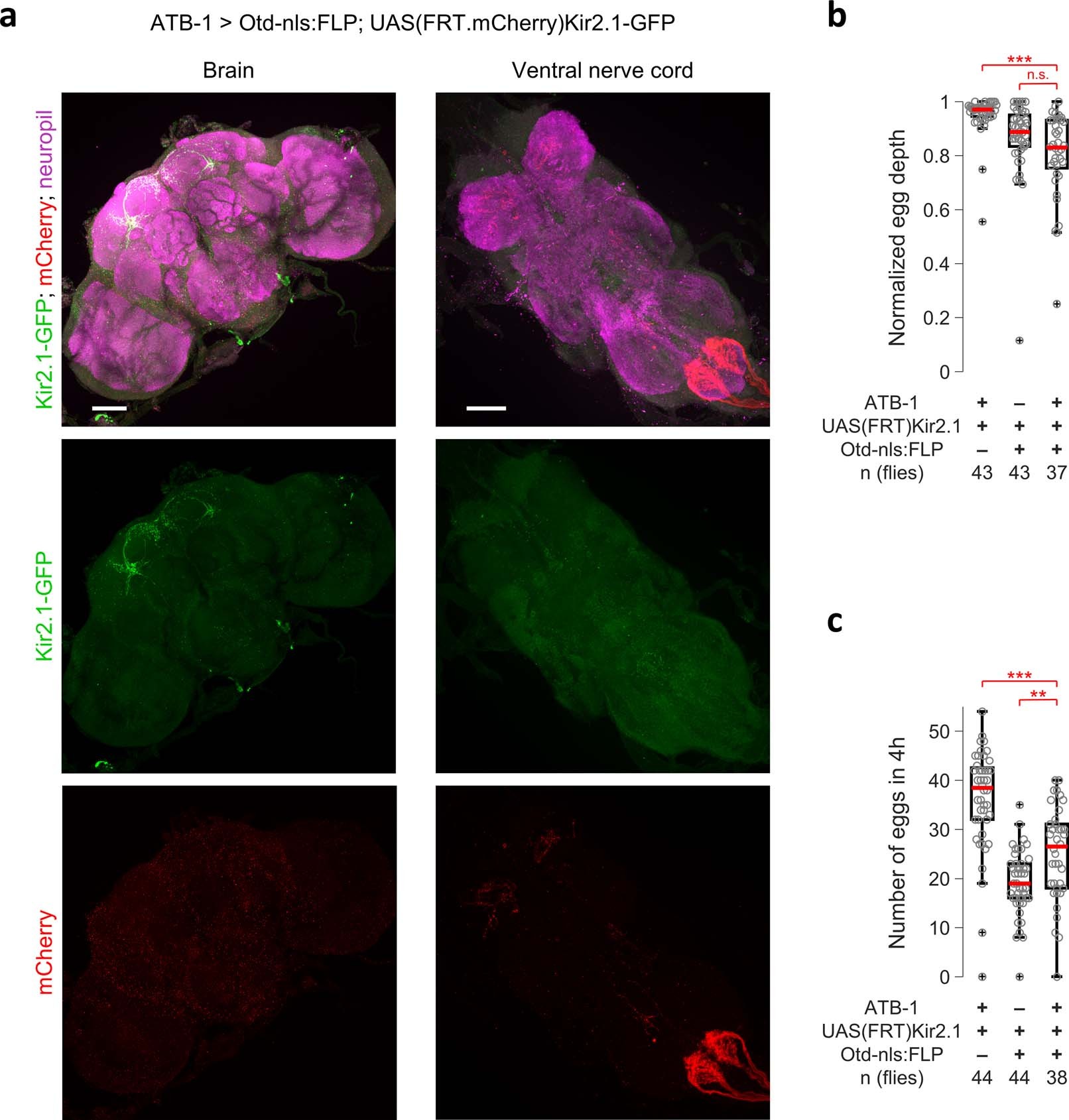 Extended Data Fig. 6: Silencing ATB-1 brain neurons does not result in deficit in subterraneous egg deposition.
