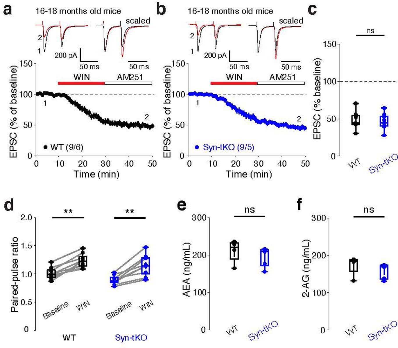 Extended Data Fig. 4: Syn-tKO has no effect on presynaptic WIN-LTD in aged mice and does not change the total AEA or 2-AG levels in the brain.