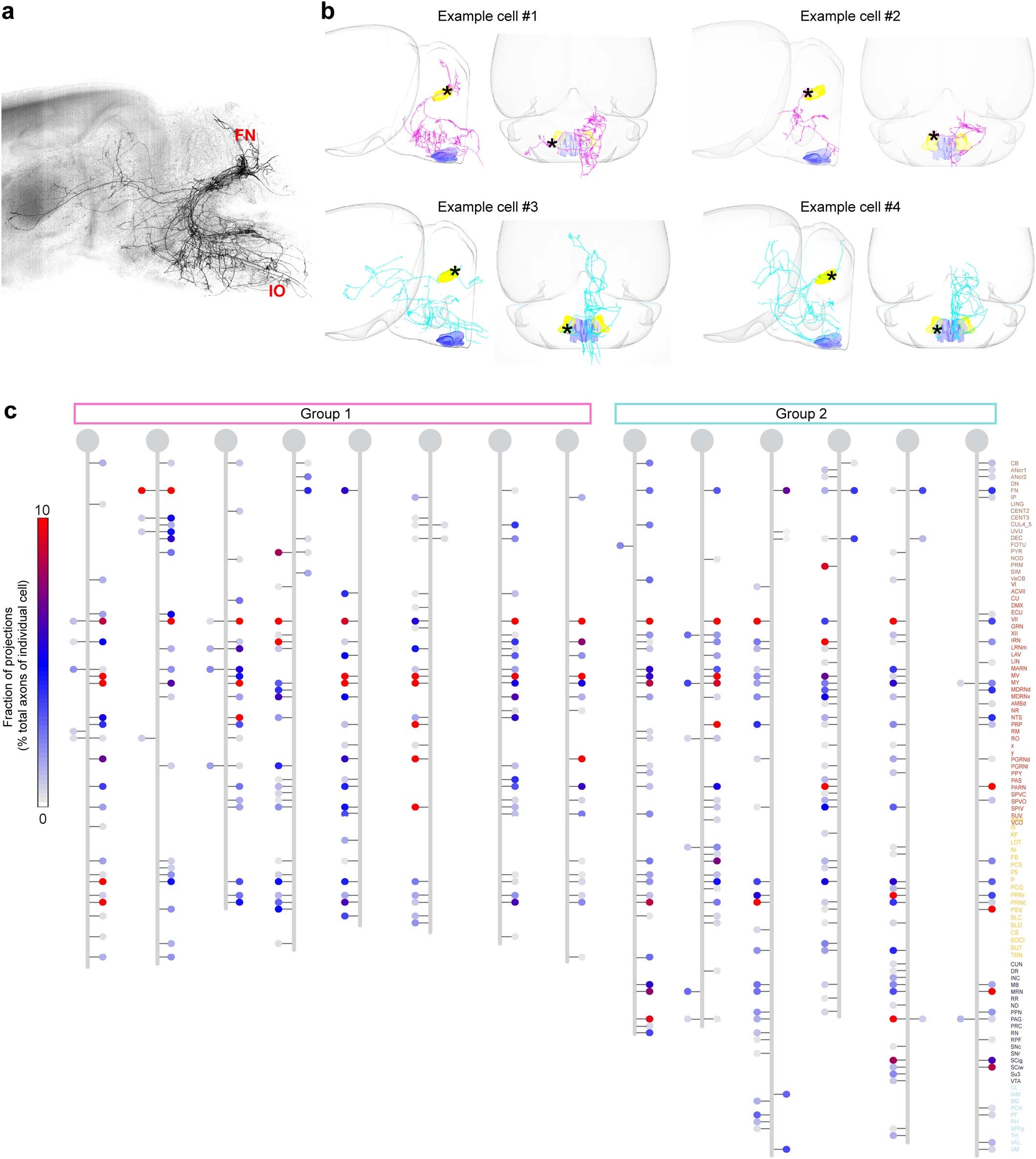 Extended Data Fig. 8: Single-cell projection patterns of FNE-IO neurons.