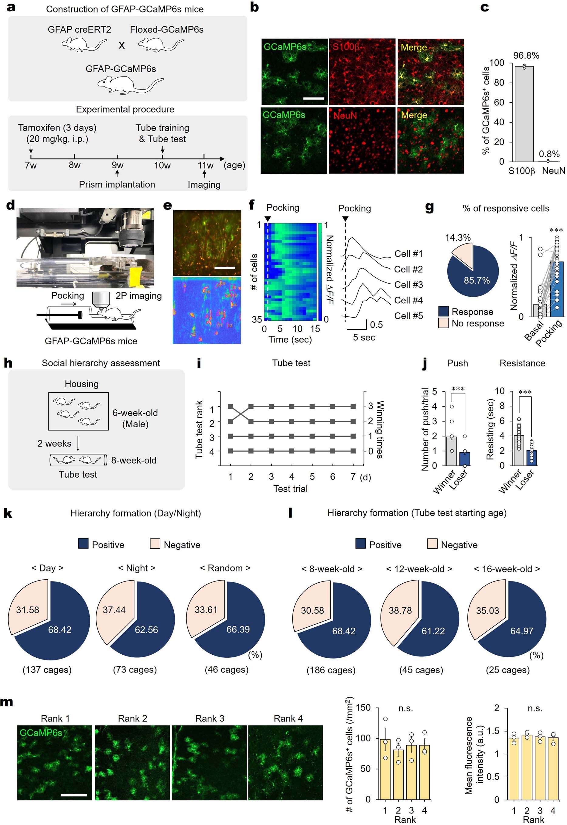 Extended Data Fig. 1: Ca2+ responses of astrocytes in dmPFC and formation of social hierarchy in group-housed mice.