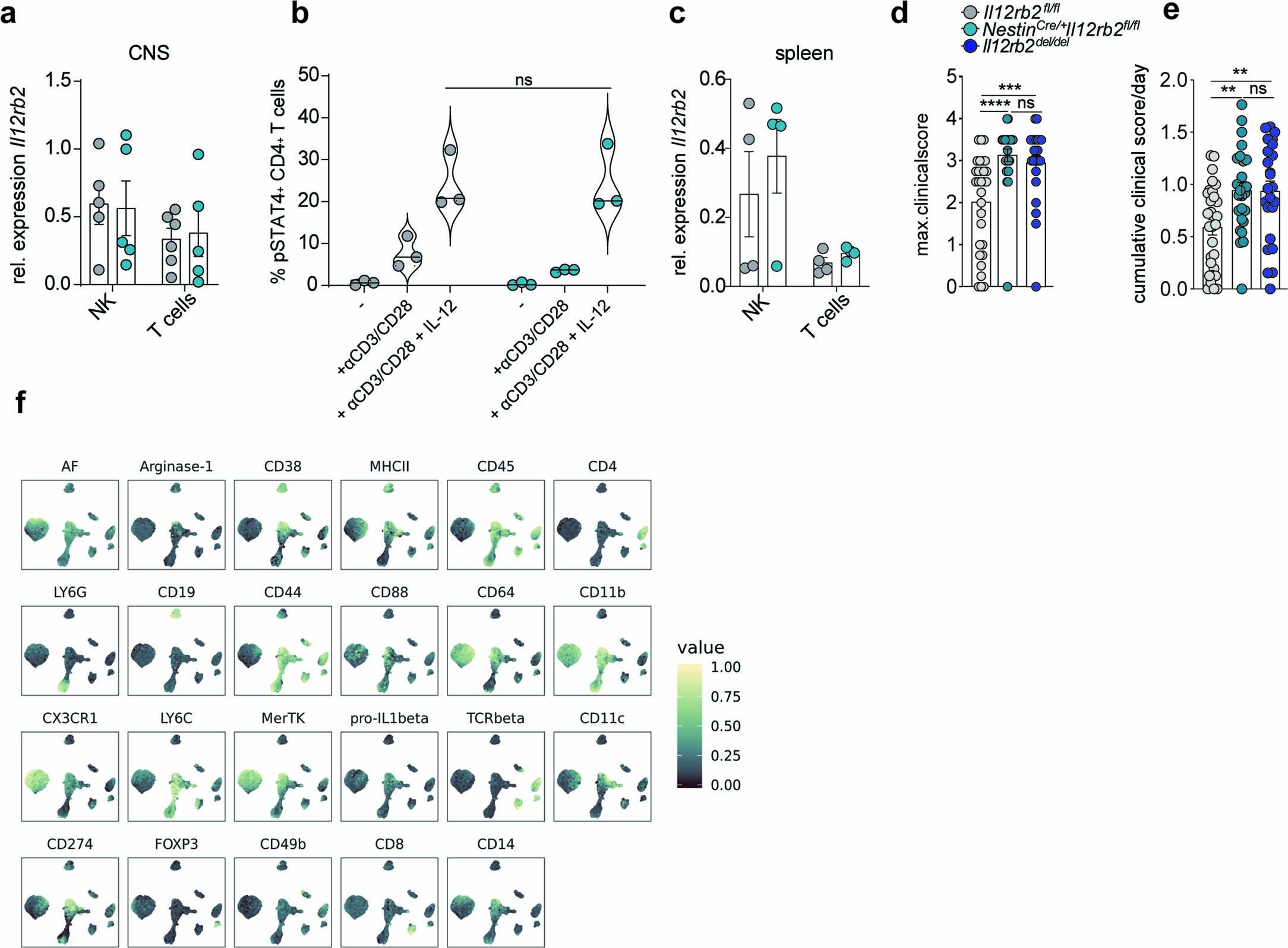 Extended Data Fig. 3: IL-12 engagement in neuroectodermal cells protects against neuroinflammation.
