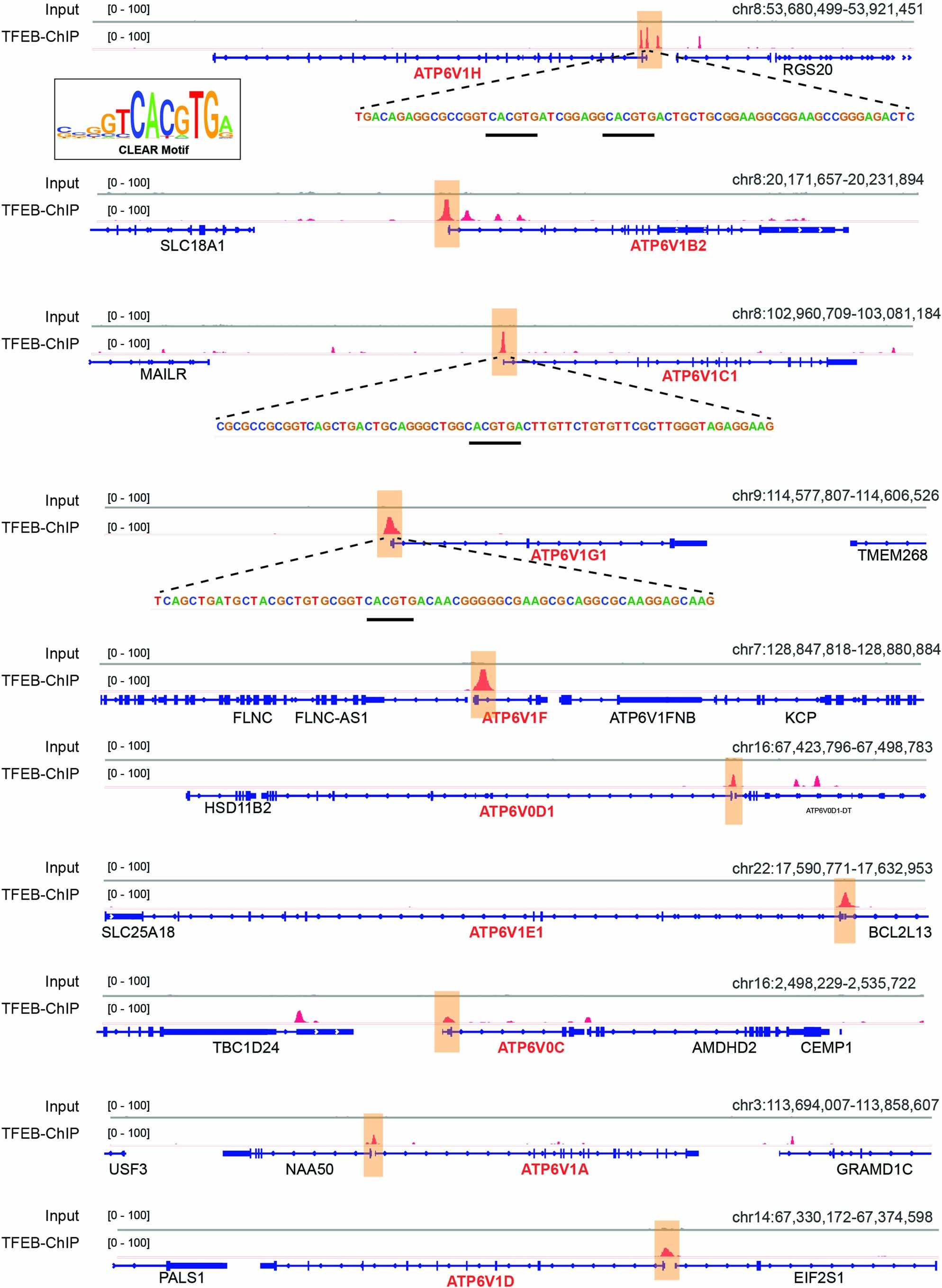 Extended Data Fig. 3: Atp6v1h gene promoter contains strong TFEB binding sites with two tandem CLEAR sequences.
