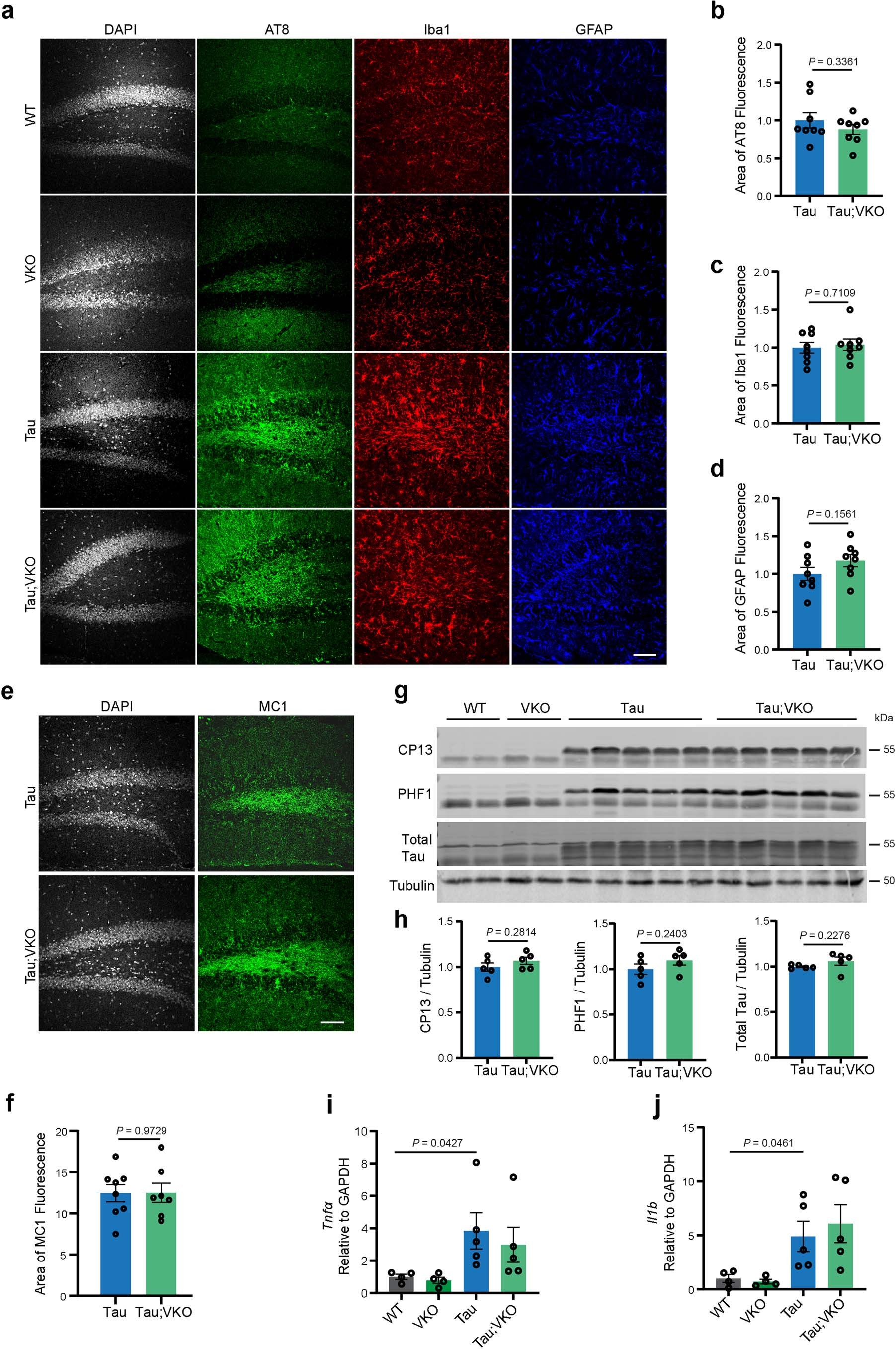 Extended Data Fig. 6: Atp6v1h heterozygous deletion does not affect tau histopathology or gliosis.