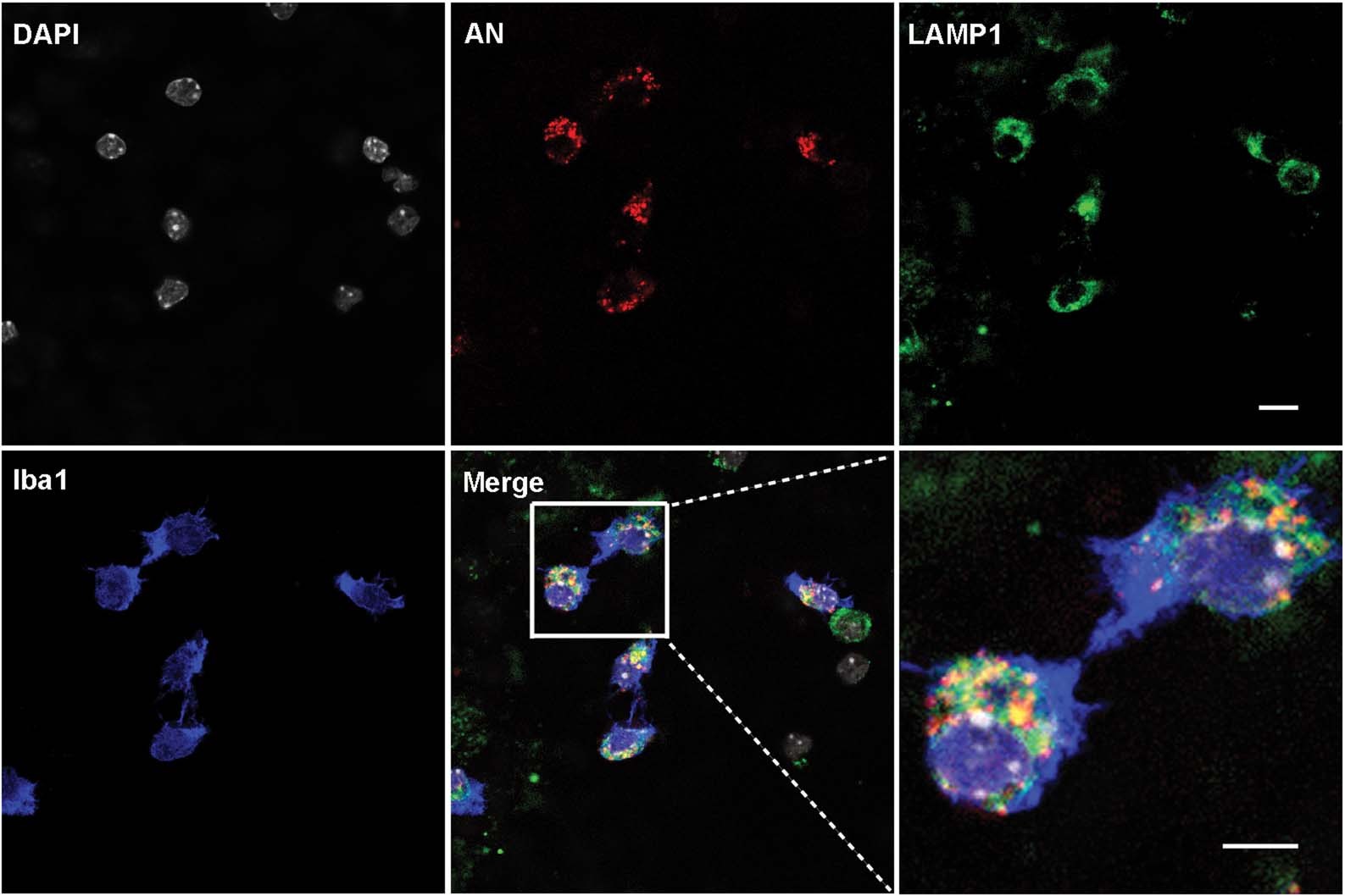 Extended Data Fig. 7: Acidic nanoparticles are targeted to the lysosomes.