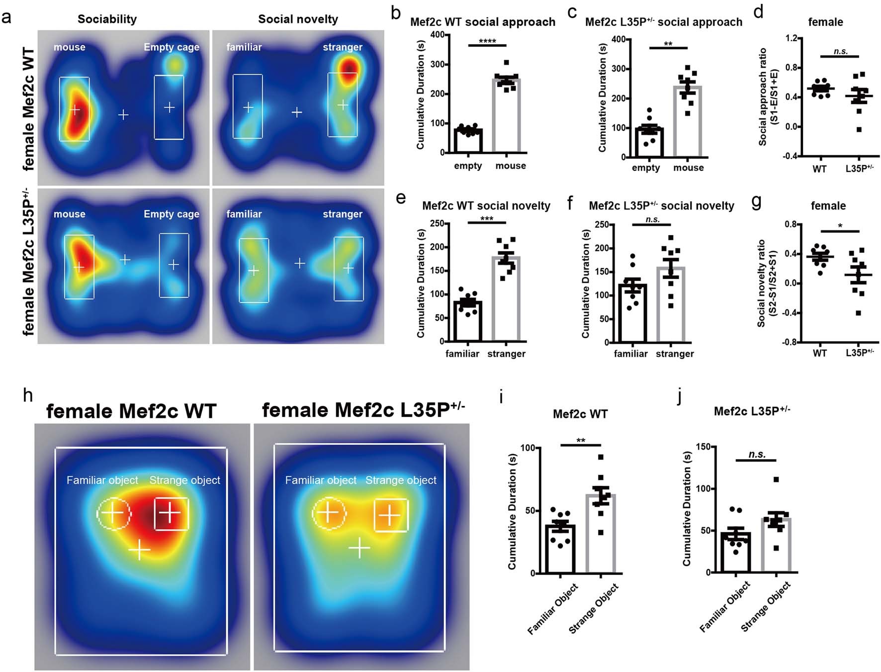 Extended Data Fig. 5: Female Mef2c L35P+/- mice displayed abnormal social novelty ability and object recognition.