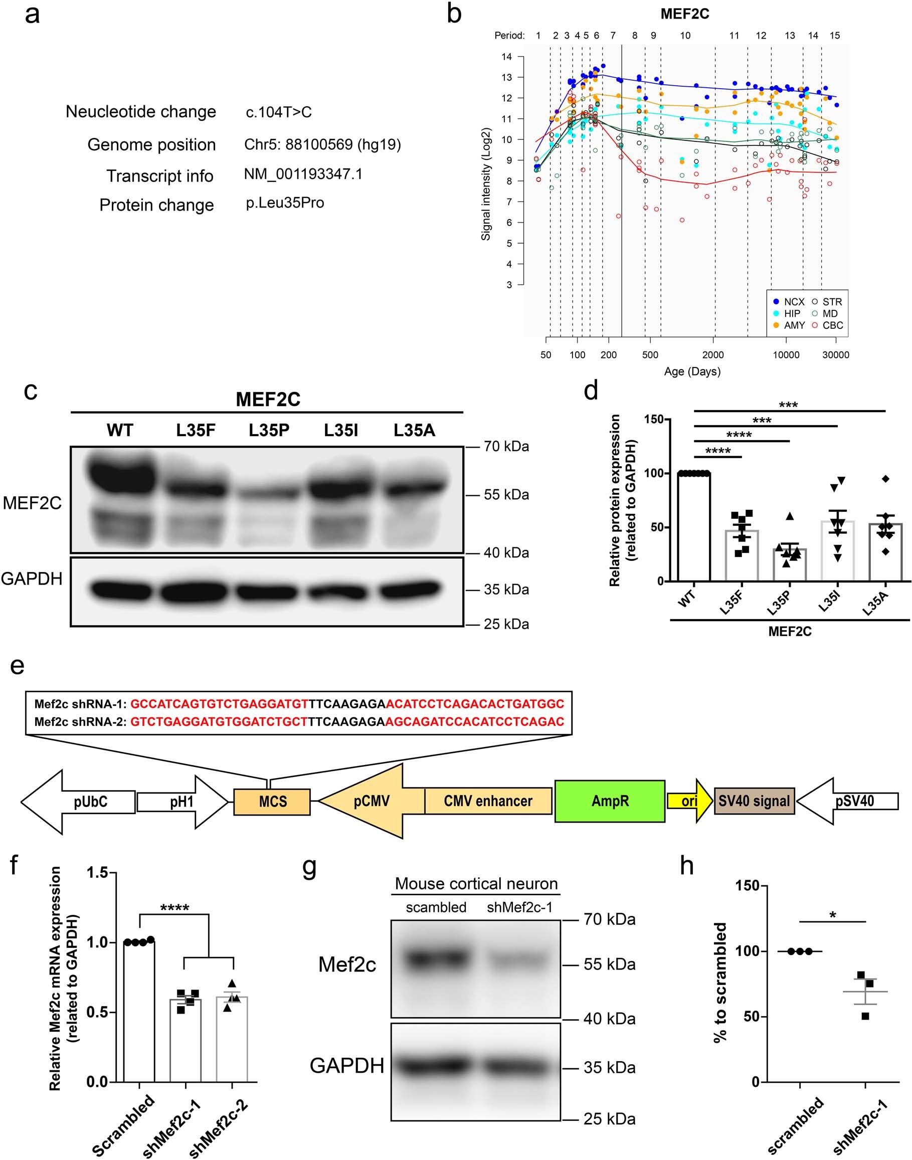Extended Data Fig. 1: Expression of MEF2C in the human brain and design of mouse Mef2c shRNA constructs.