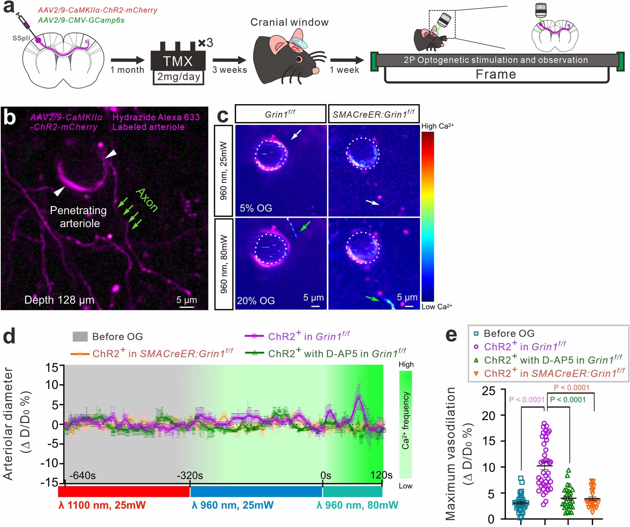 Extended Data Fig. 8: Prolonged, broad two-photon optogenetic activation of glutamatergic neurons dilates penetrating arterioles, depending on aSMC’s NMDA receptors.