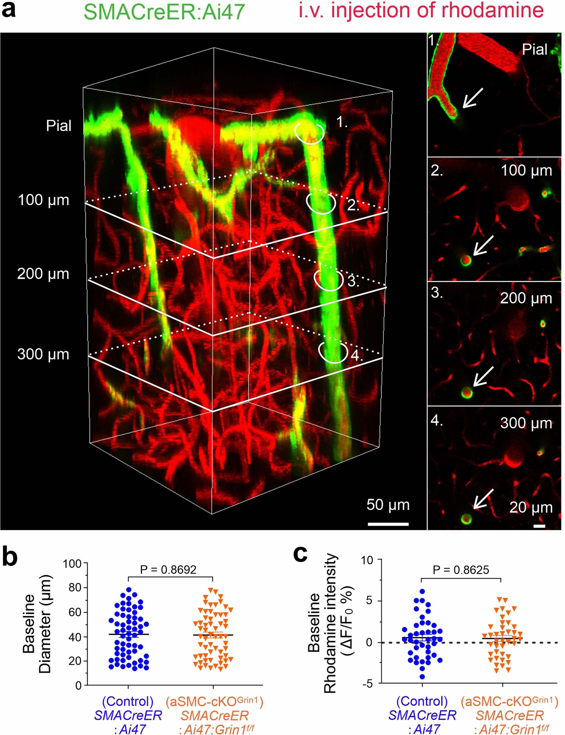 Extended Data Fig. 9: Comparable basal diameter of p-arterioles between littermate control and aSMC-cKOGrin1 mice.