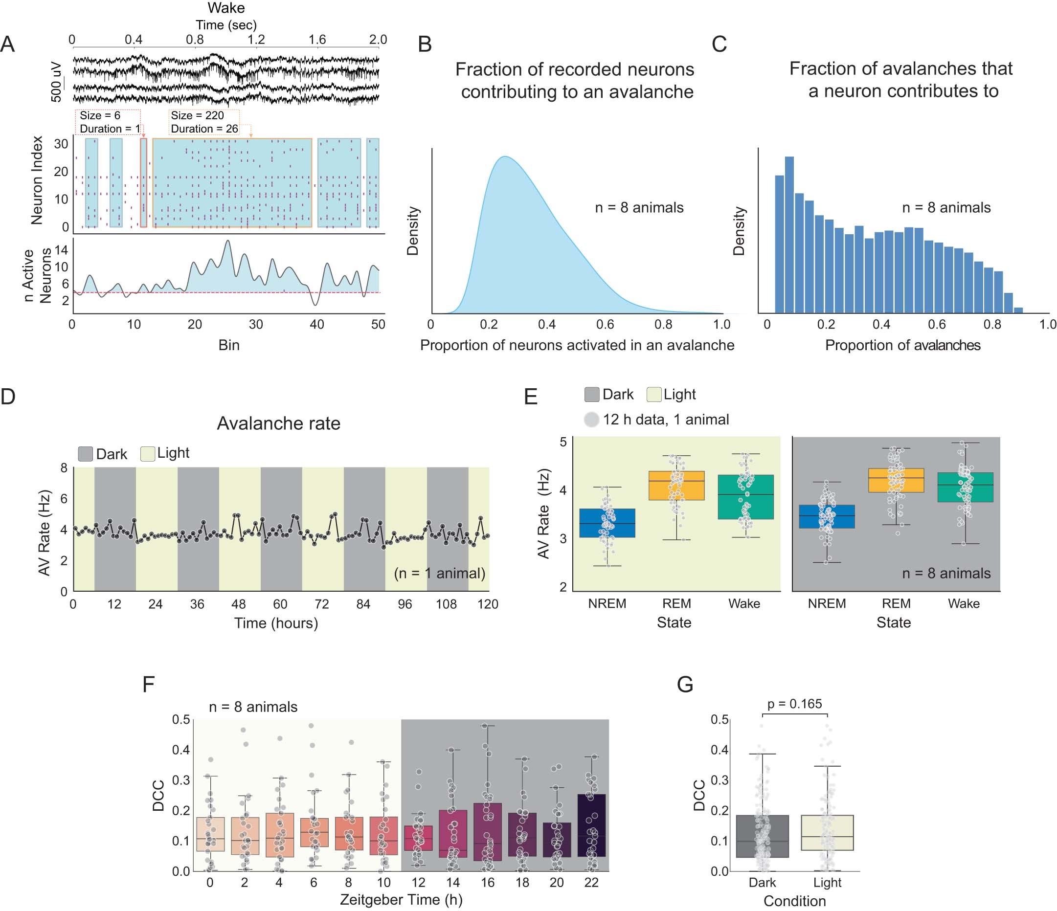 Extended Data Fig. 2: Avalanche statistics, and DCC by ZT and light/dark.