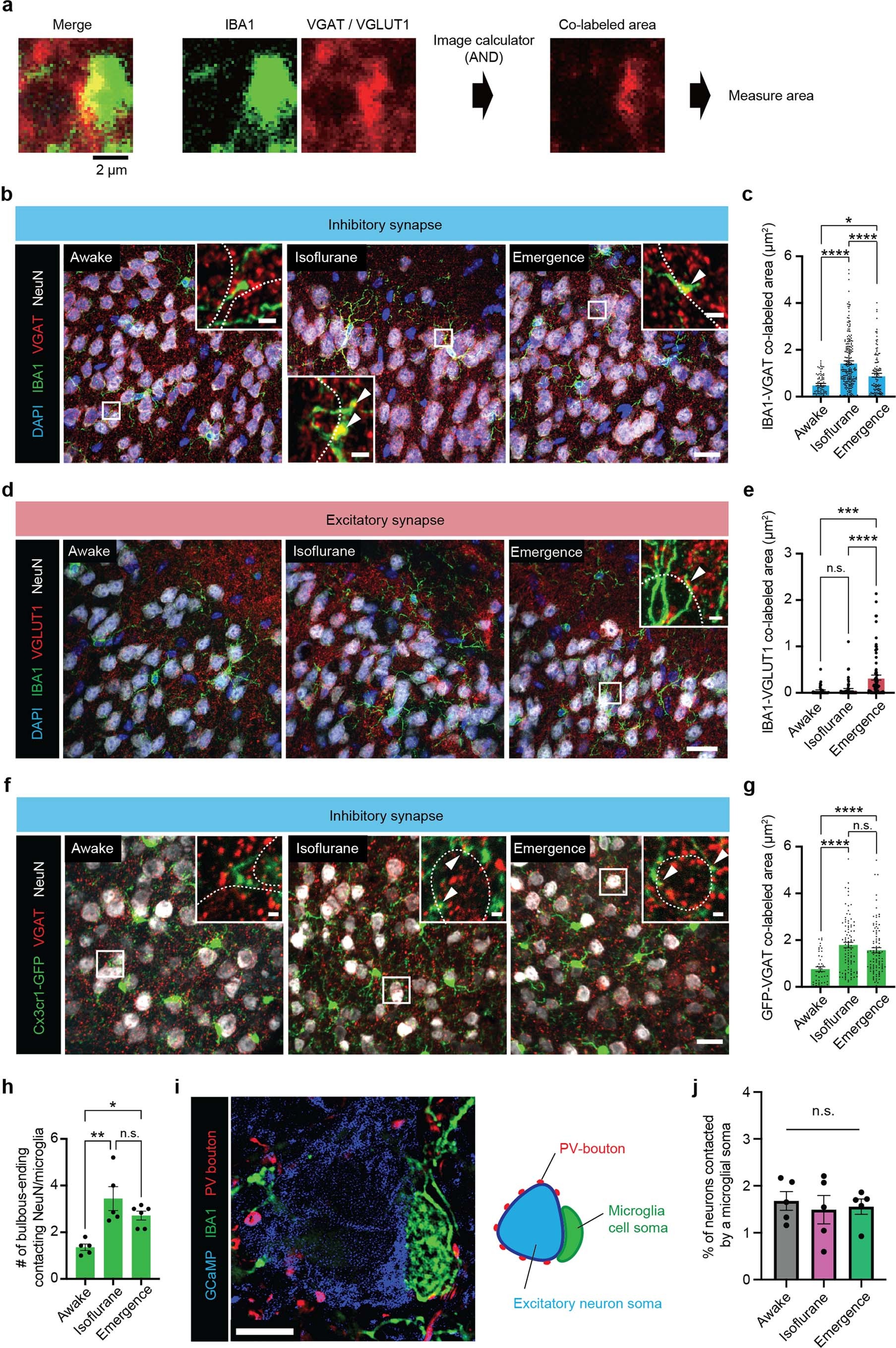 Extended Data Fig. 4: Increased colocalizations between microglial bulbous endings with VGAT puncta during anesthesia and emergence.