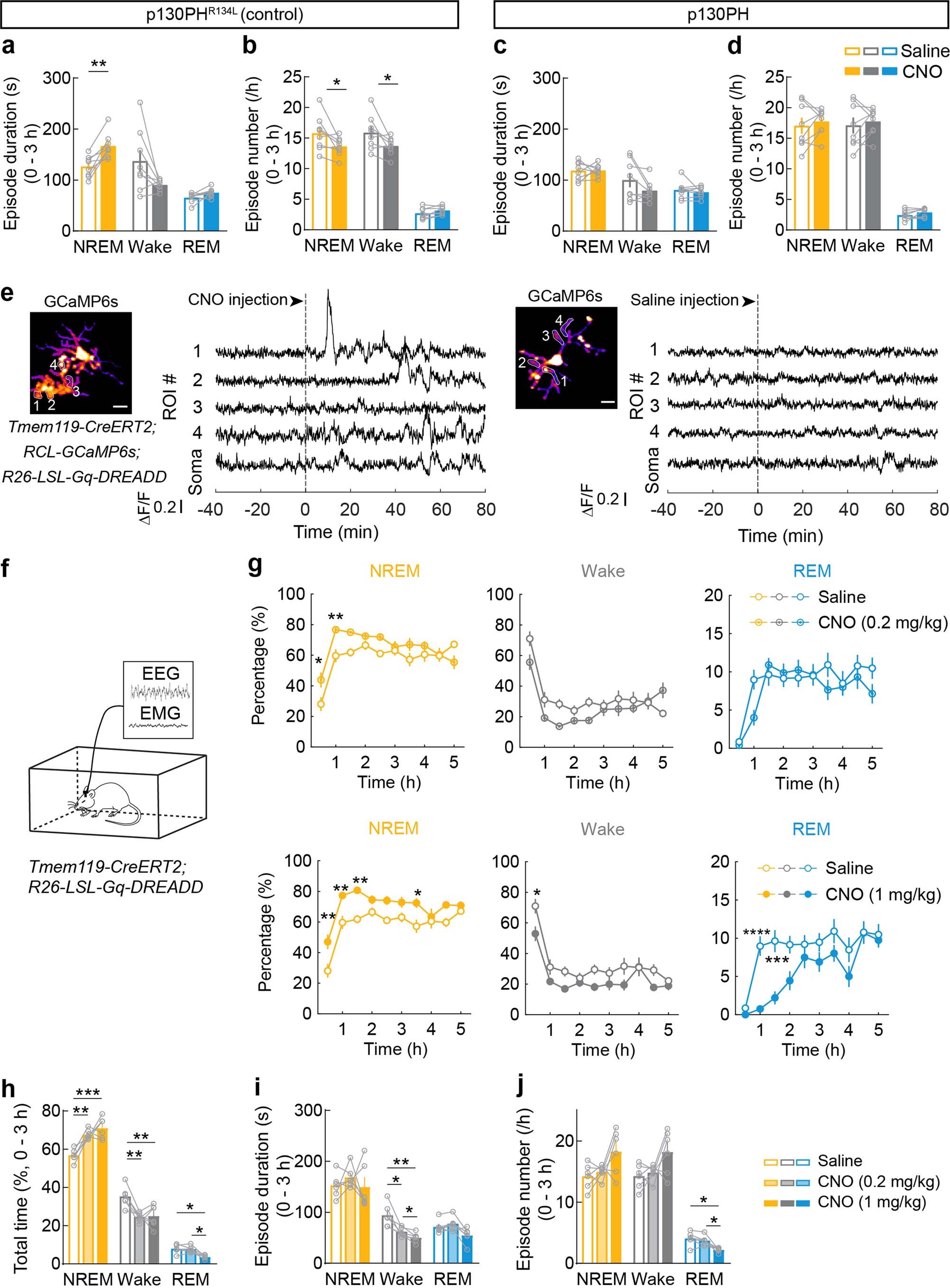 Extended Data Fig. 5: Effects of Gi-DREADD activation in mice expressing p130PHR134L or p130PH and effect of Gq-DREADD activation on microglia Ca2+ and sleep.