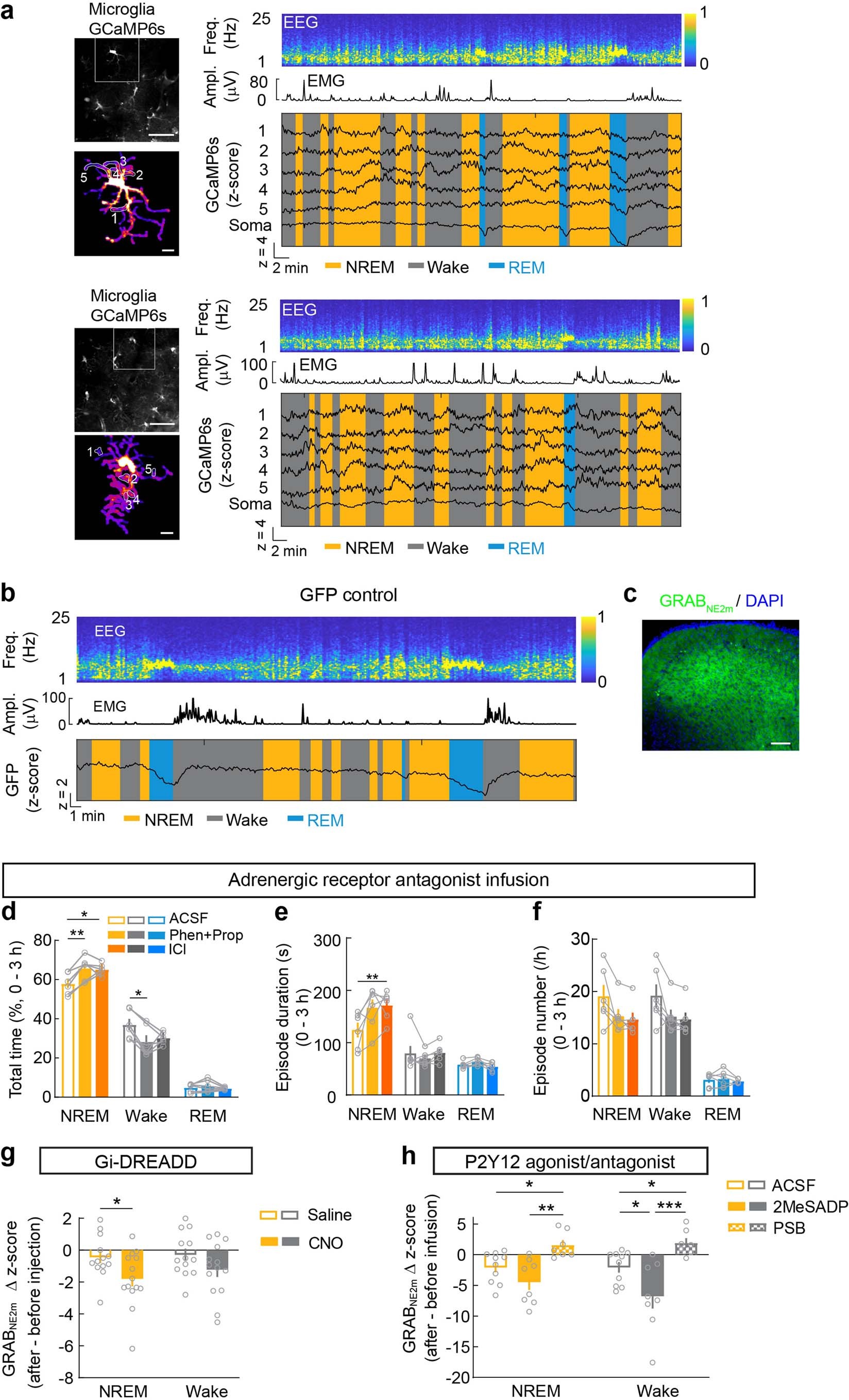 Extended Data Fig. 6: Ca2+ imaging sessions with episodes of wakefulness, NREM sleep, and REM sleep, control experiment for 2 P imaging with Ca2+-independent GFP, GRABNE expression, effect of adrenergic receptor antagonists on sleep, and comparison of cortical NE activity before and after microglia manipulations within the same brain state.
