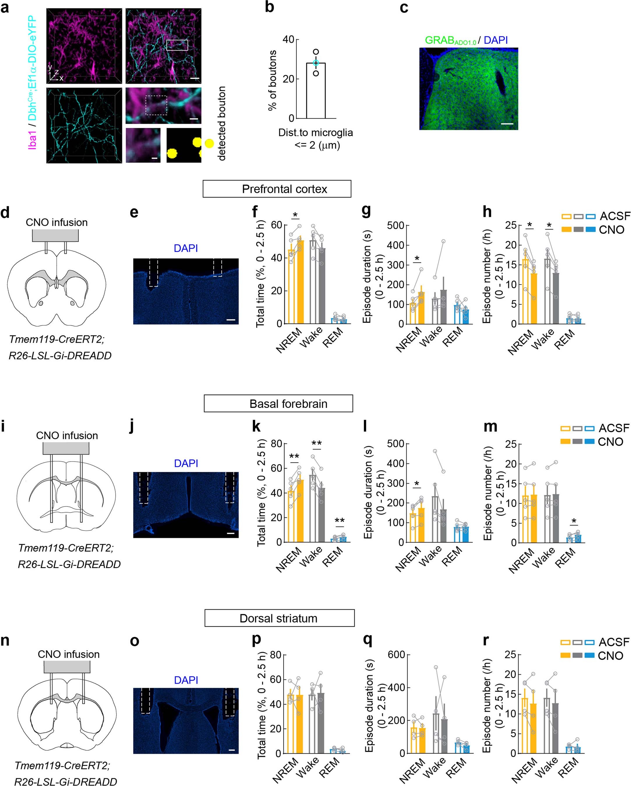 Extended Data Fig. 7: Distance of adrenergic axon boutons to microglia, GRABADO expression, and effect of local Gi-DREADD activation on sleep.