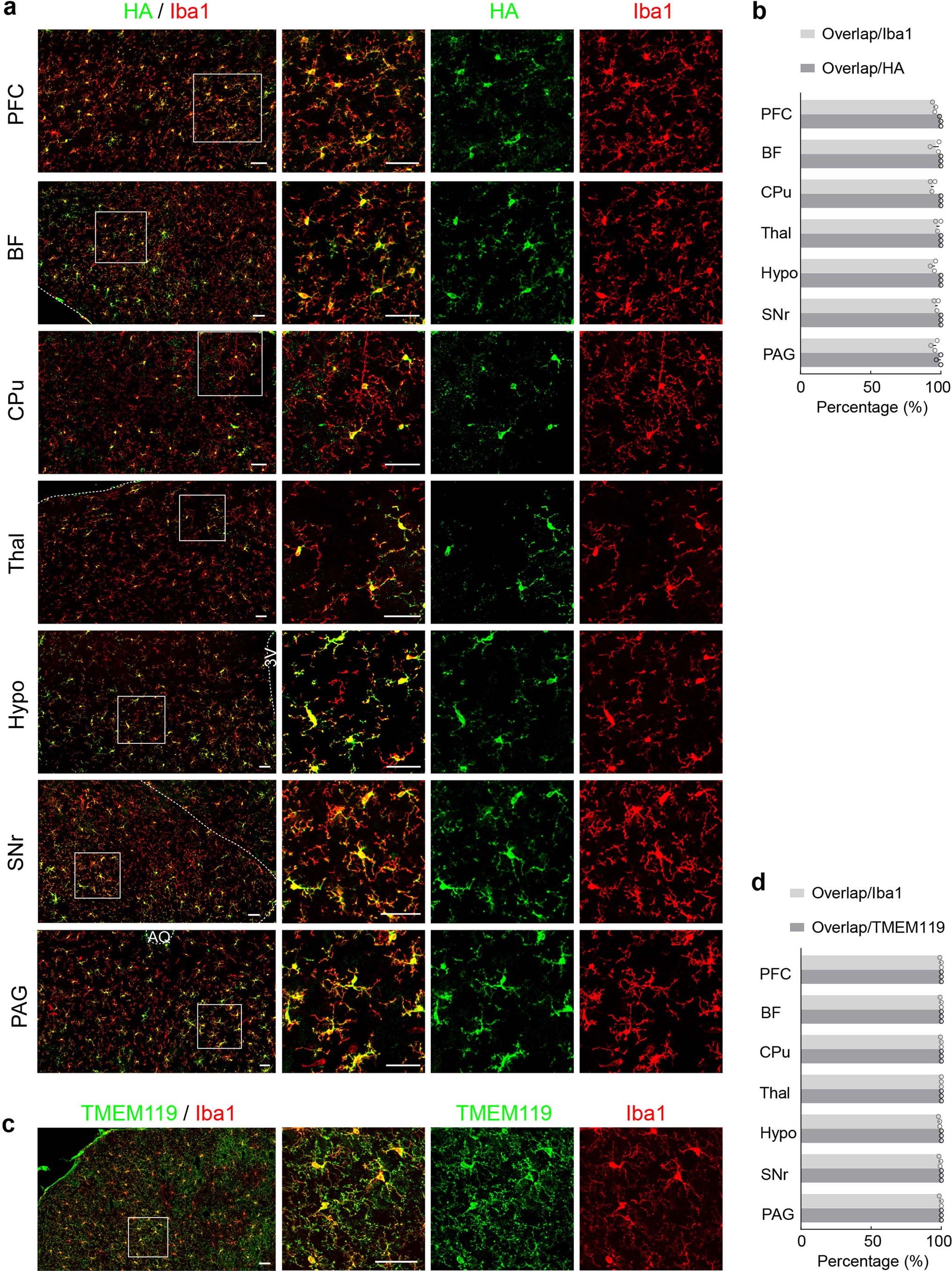 Extended Data Fig. 1: Specificity and efficiency of Gi-DREADD expression in microglia in Tmem119-CreERT2; R26-LSL-Gi-DREADD mice.
