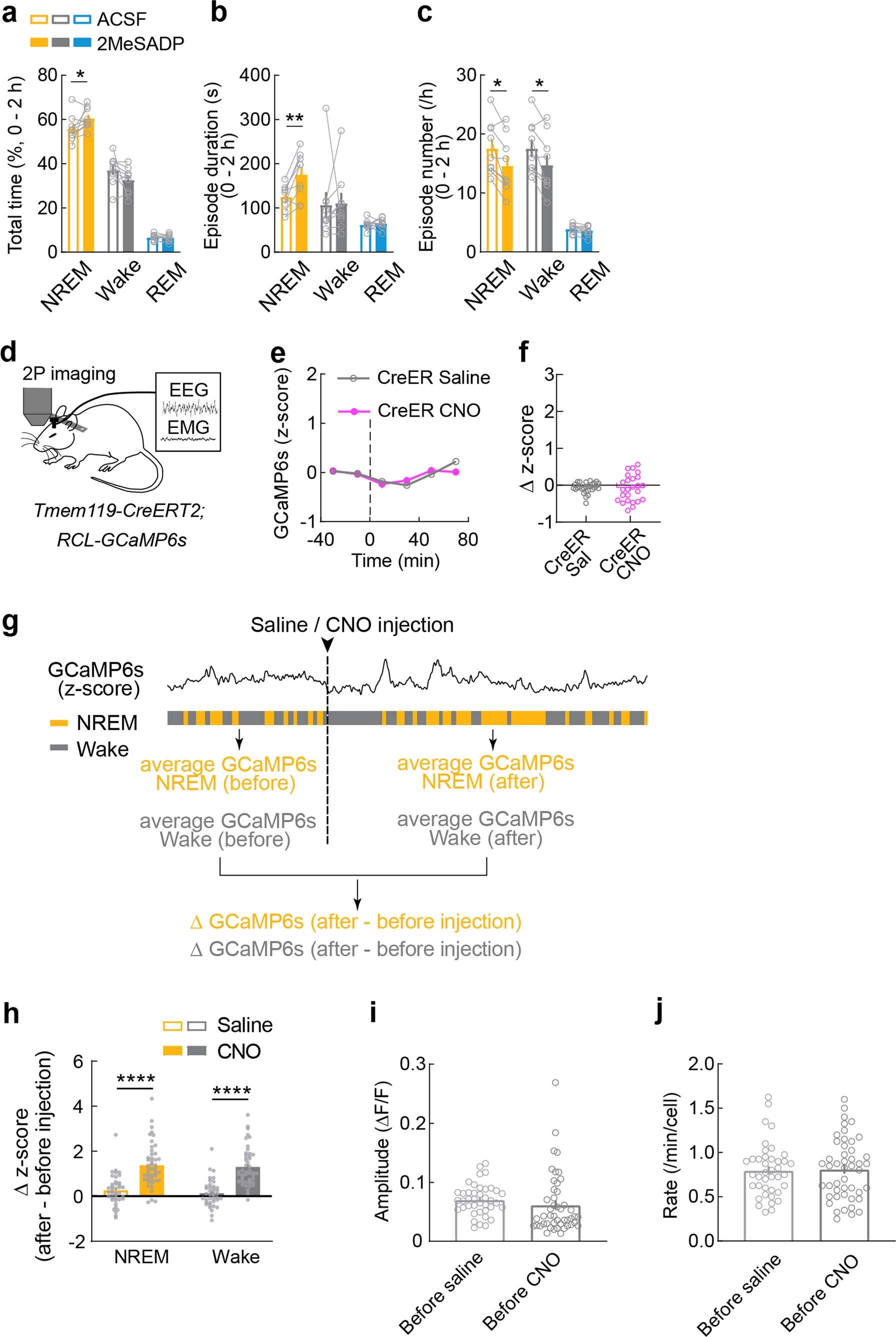 Extended Data Fig. 3: Effect of P2Y12 agonist on sleep, control experiments for Ca2+ imaging in mice without Gi-DREADD, comparison of microglia Ca2+ activity before and after CNO-induced Gi activation within each brain state, and Ca2+ activity during baseline period.