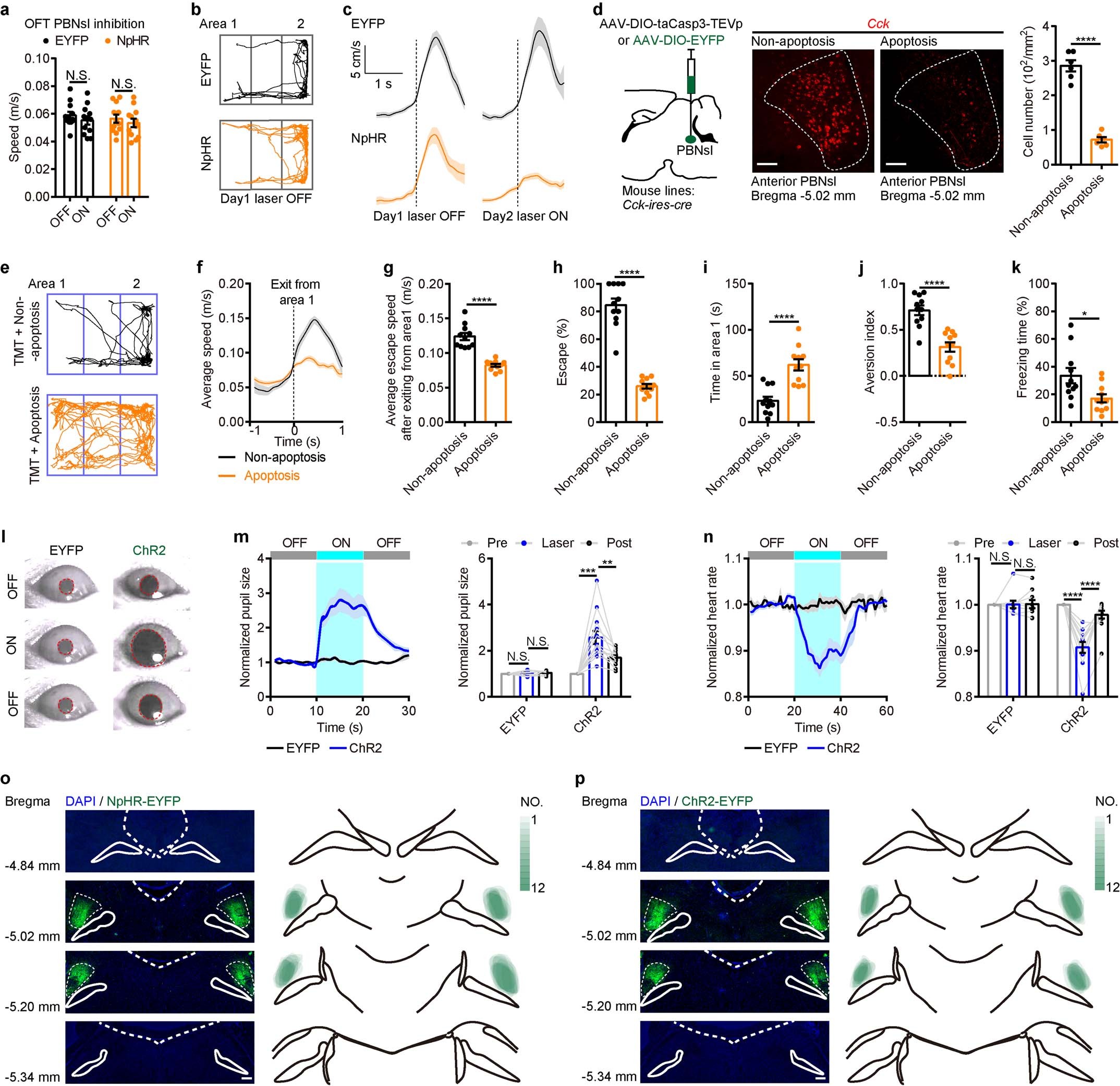 Extended Data Fig. 7: Effects of anterior PBNslCck+ neuron ablation on TMT-induced innate fear and virus targeting.