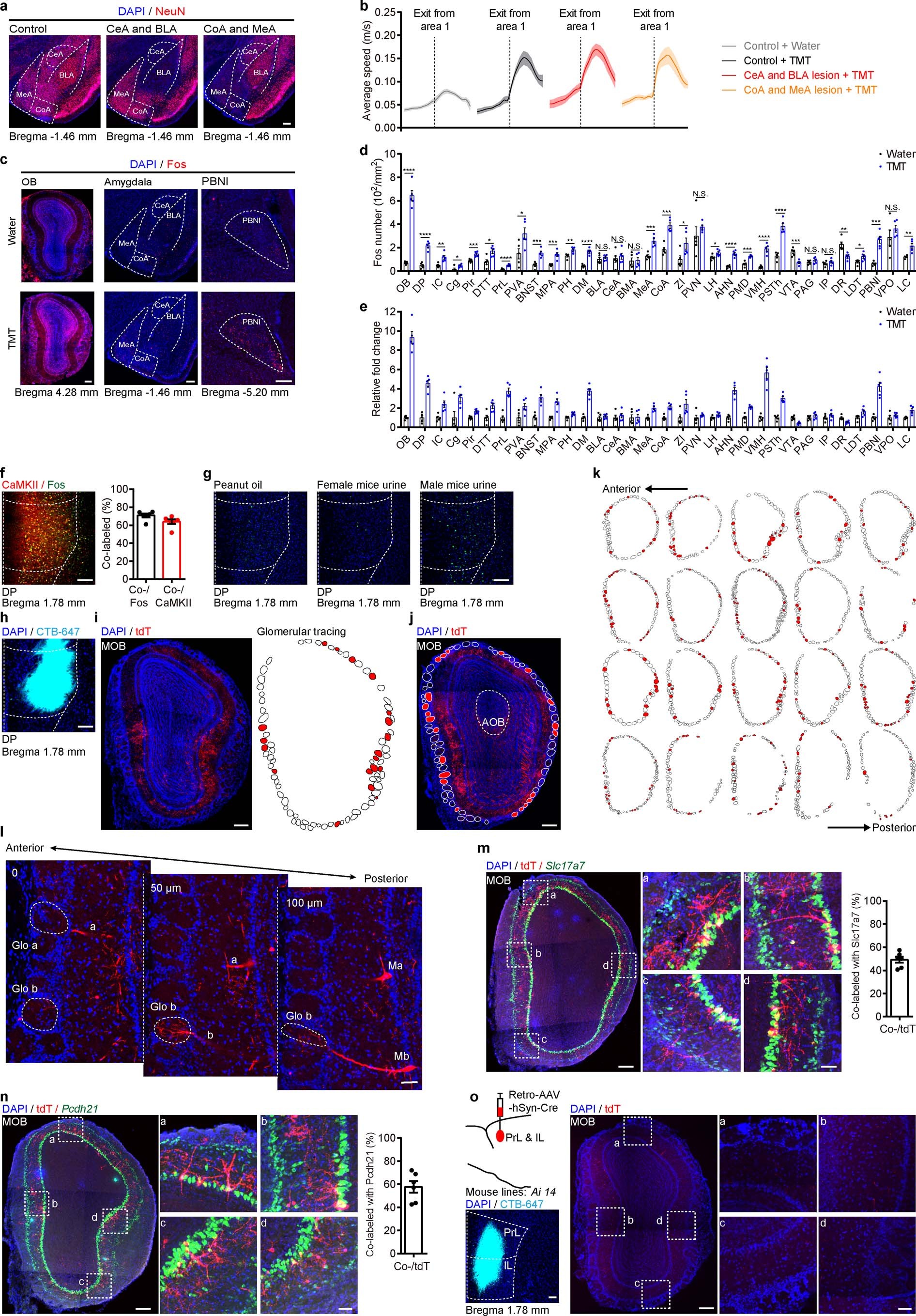 Extended Data Fig. 1: Whole brain Fos expression, activities of DP exposed to different odors, glomerular tracing from serial coronal sections of MOB, and DP-projection mitral cells in MOB.
