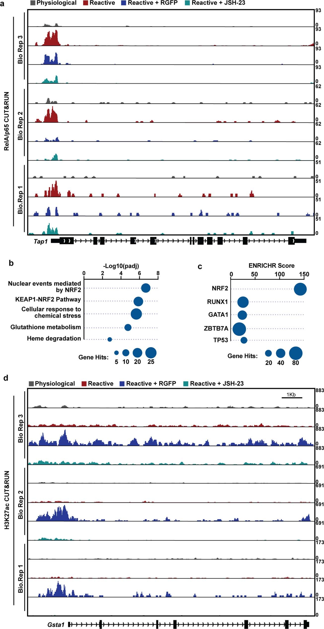 Extended Data Fig. 6: HDAC3 inhibition modulates pro- and anti-inflammatory gene expression in reactive astrocytes.