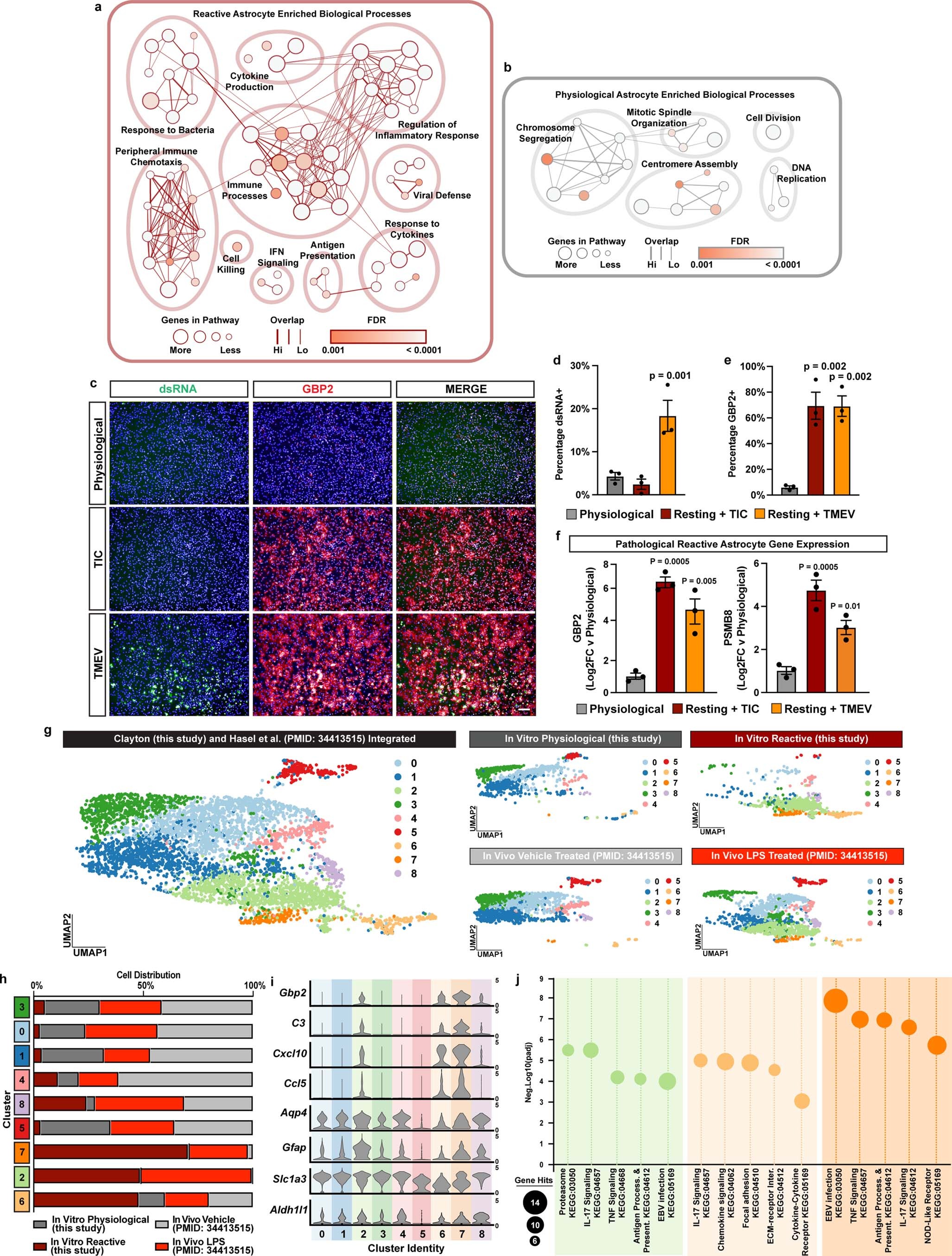 Extended Data Fig. 2: In vitro reactive astrocytes correspond to in vivo counterparts.
