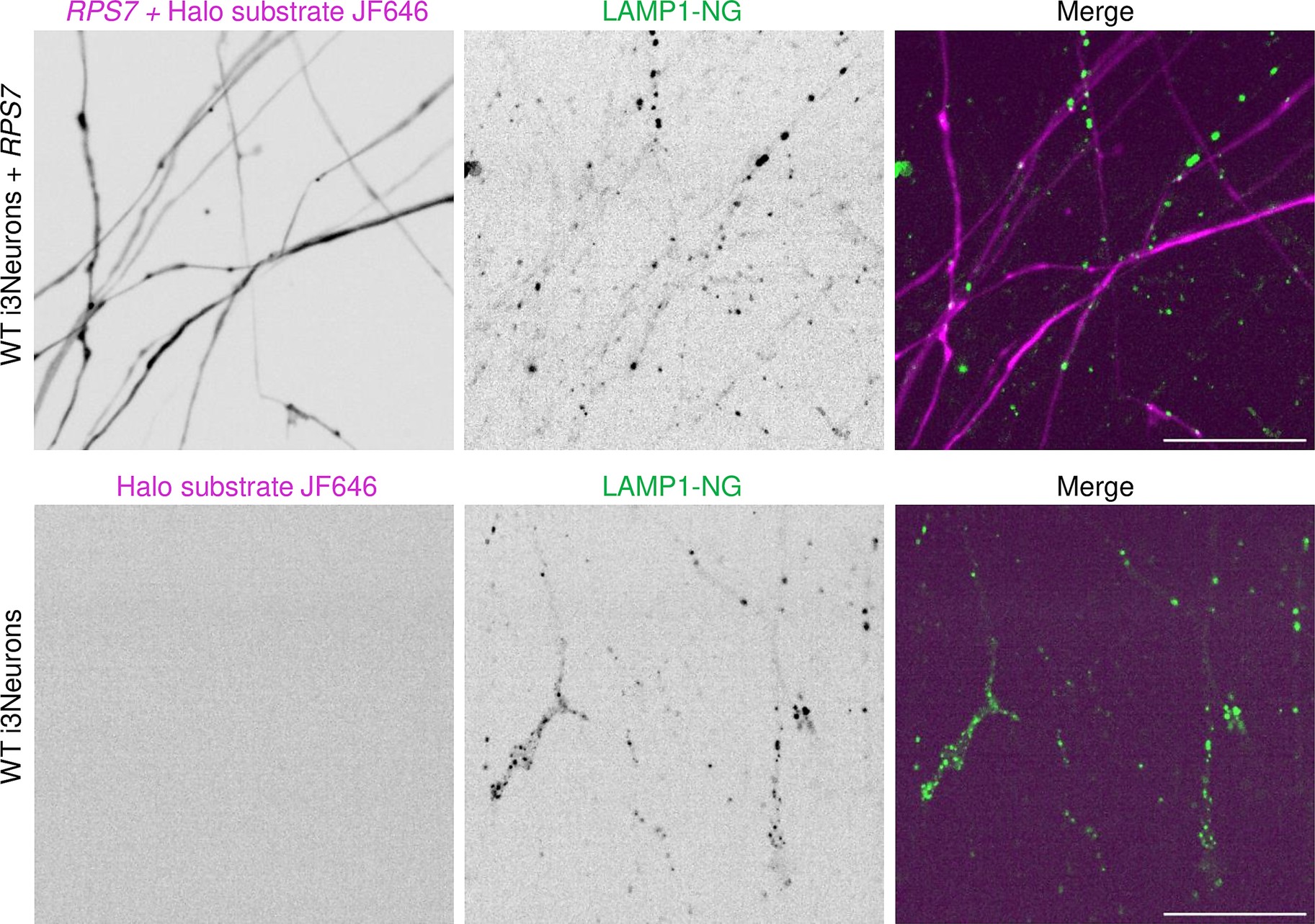 Extended Data Fig. 5