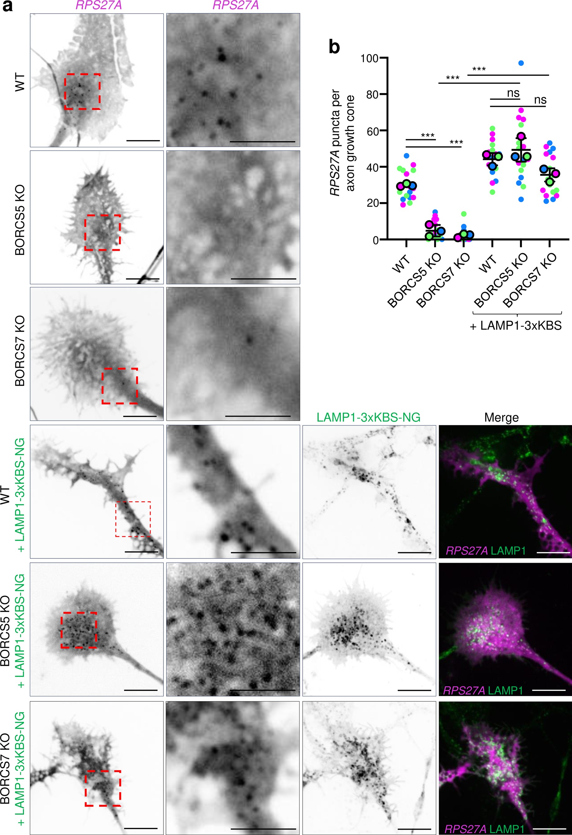 Extended Data Fig. 7: BORC-independent rescue of axonal RPS27A mRNA by expression of LAMP1-3xKBS in BORCS5-KO and BORCS7-KO i3Neurons.