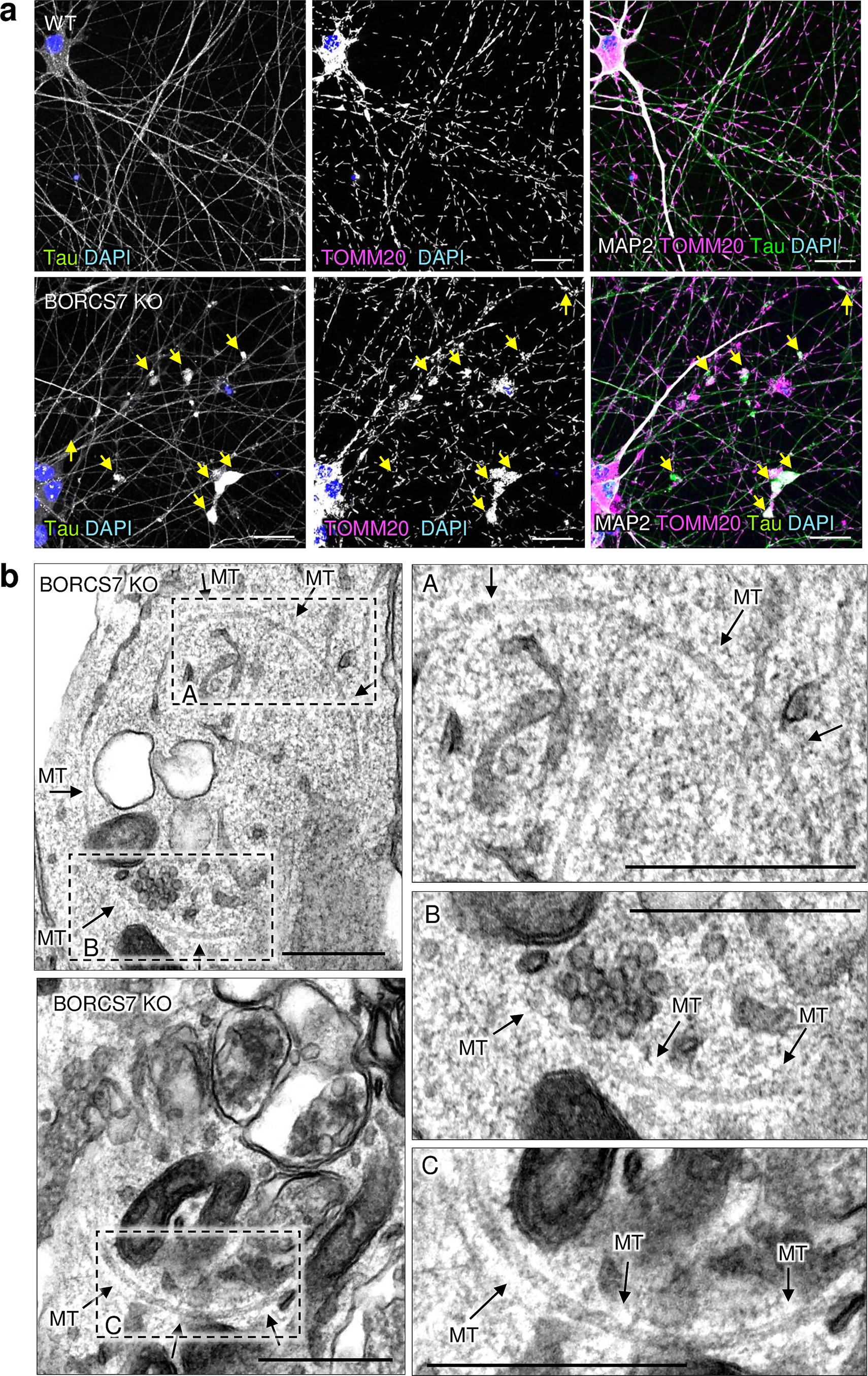 Extended Data Fig. 8