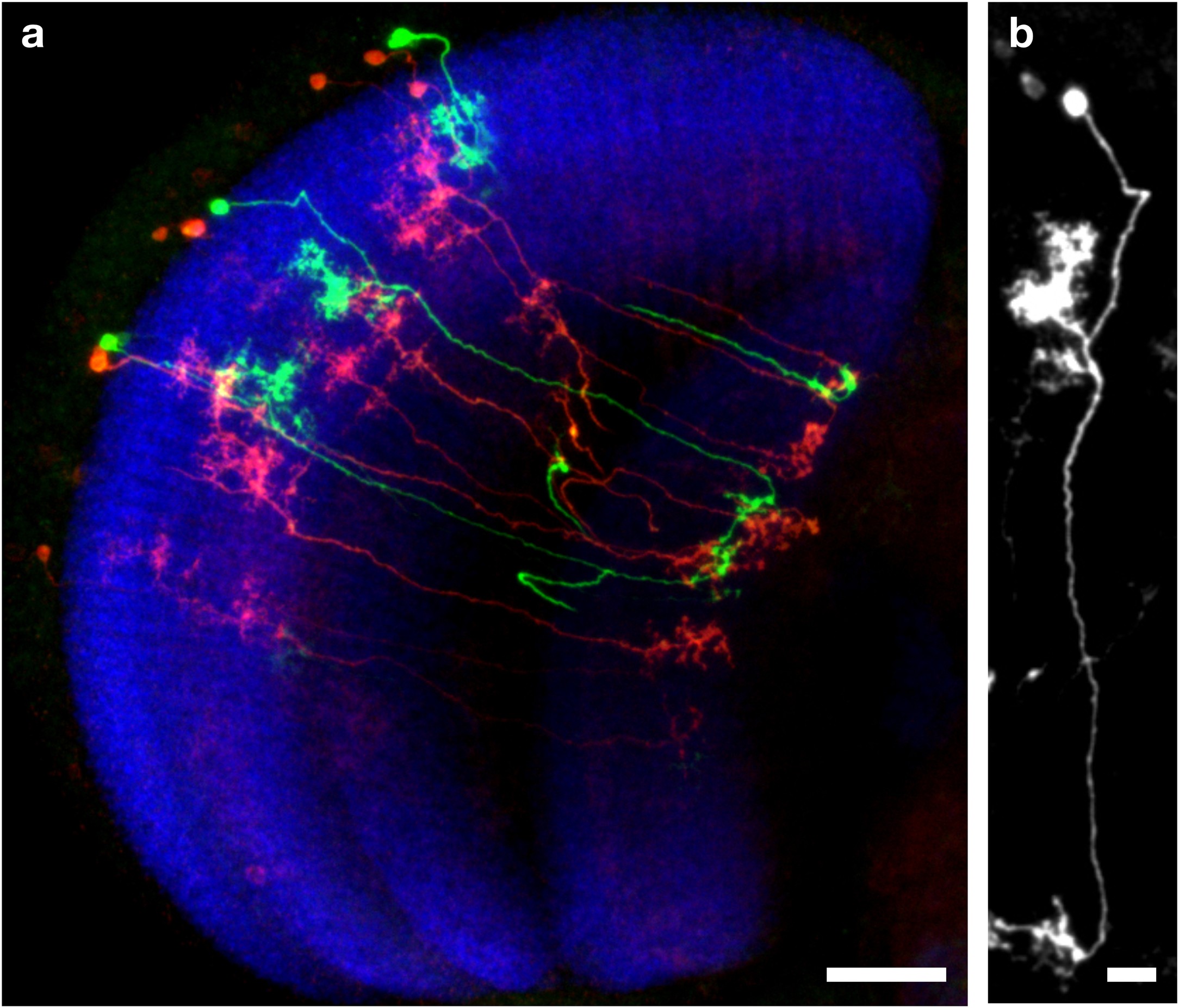 Extended Data Fig. 9