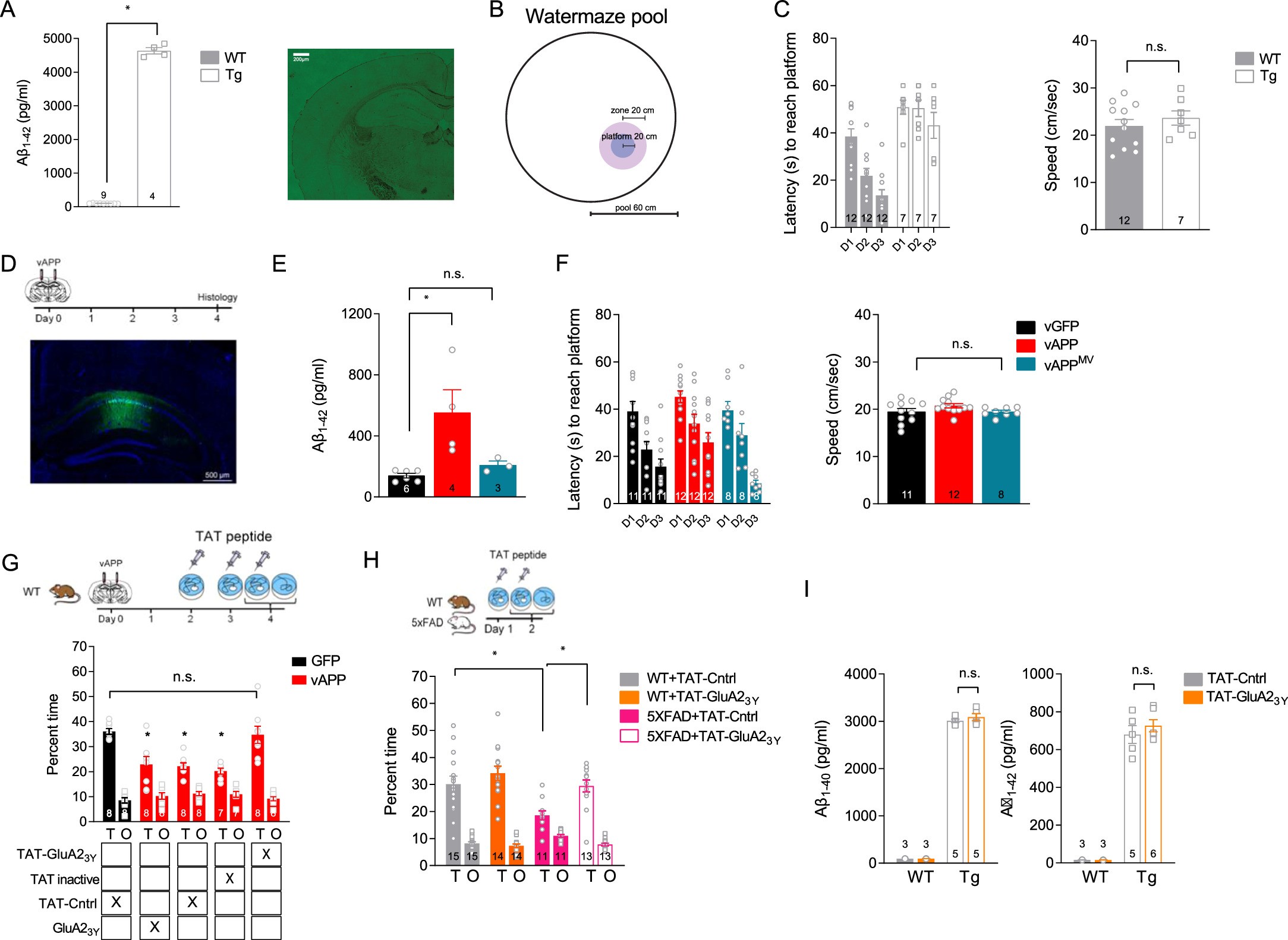 Extended Data Fig. 1: Increasing Aβ in CA1 region of dorsal hippocampus disrupts spatial memory.