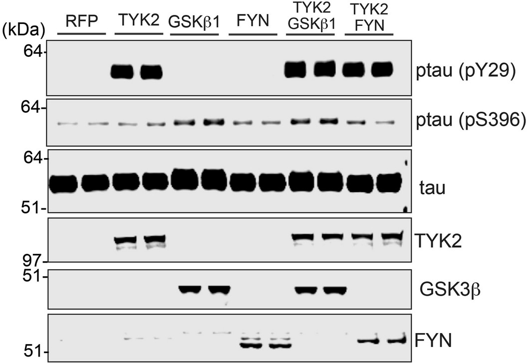 Extended Data Fig. 4
