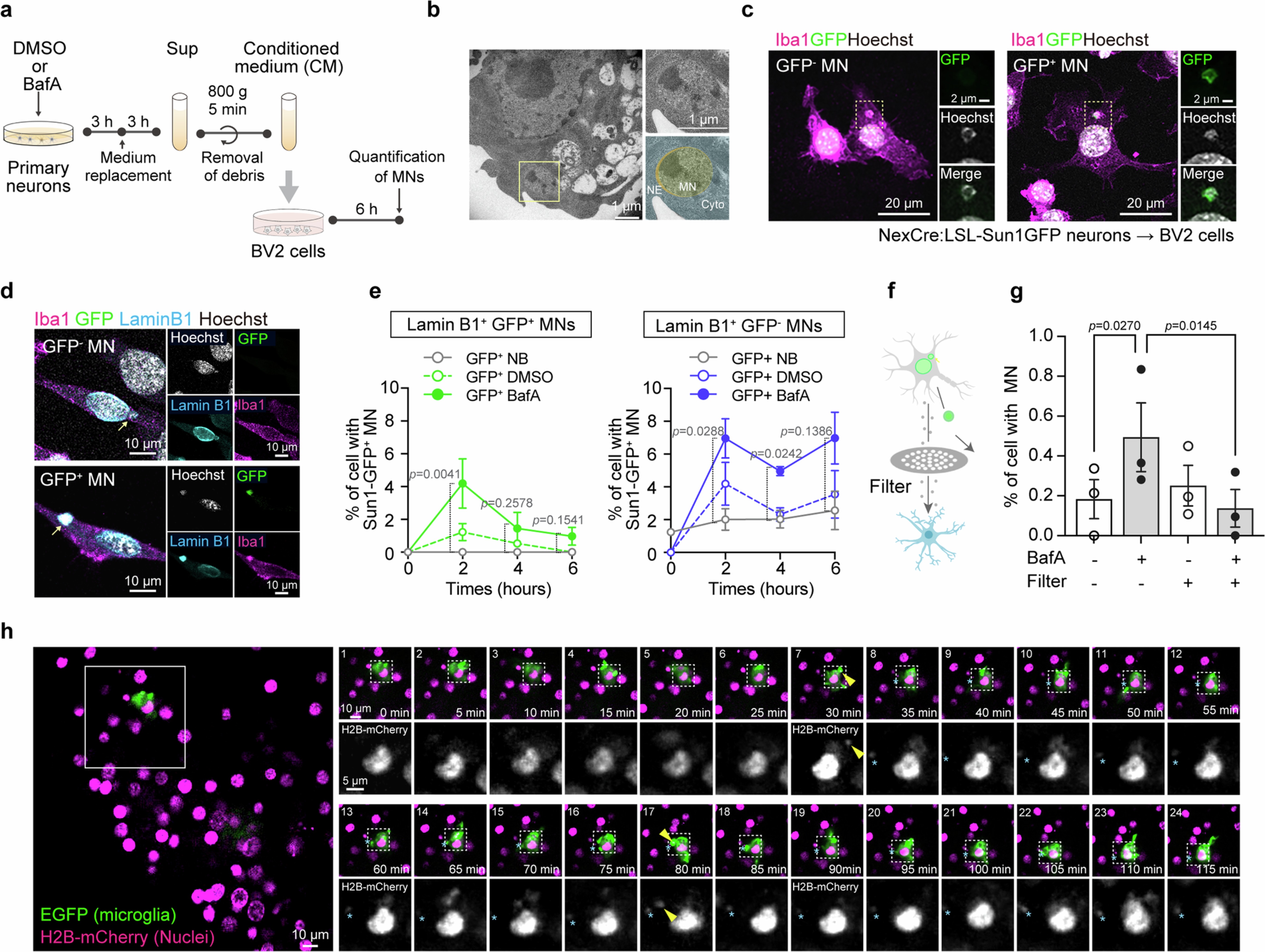 Extended Data Fig. 3: Micronuclei are incorporated into microglia.