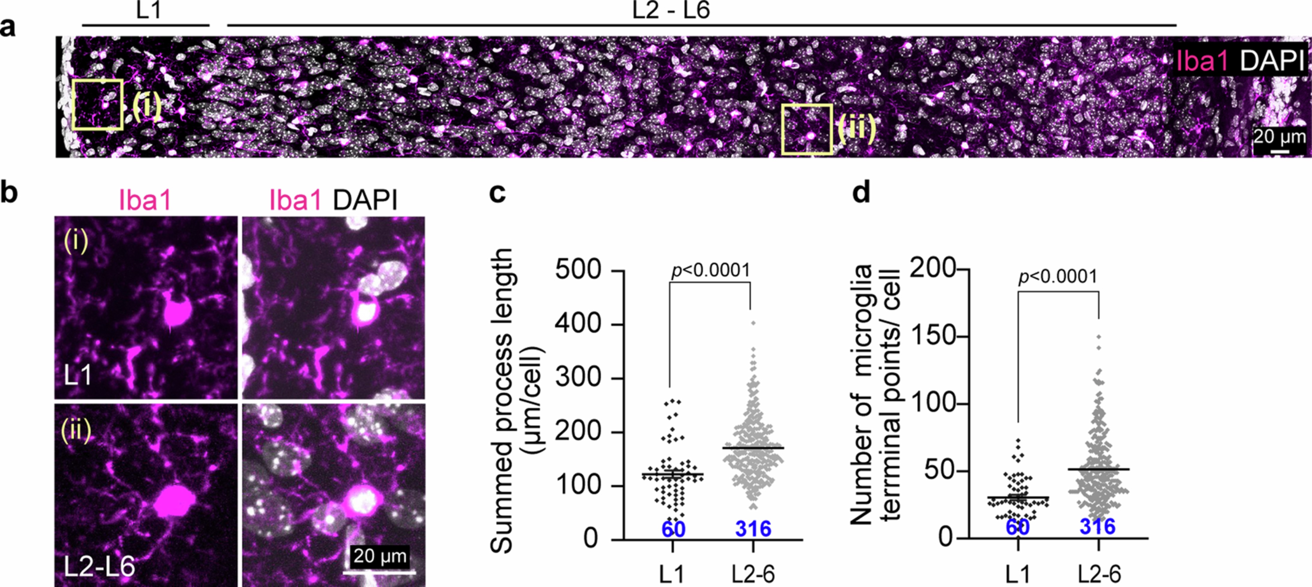 Extended Data Fig. 4: Microglial morphology differs based on the cortical layer.