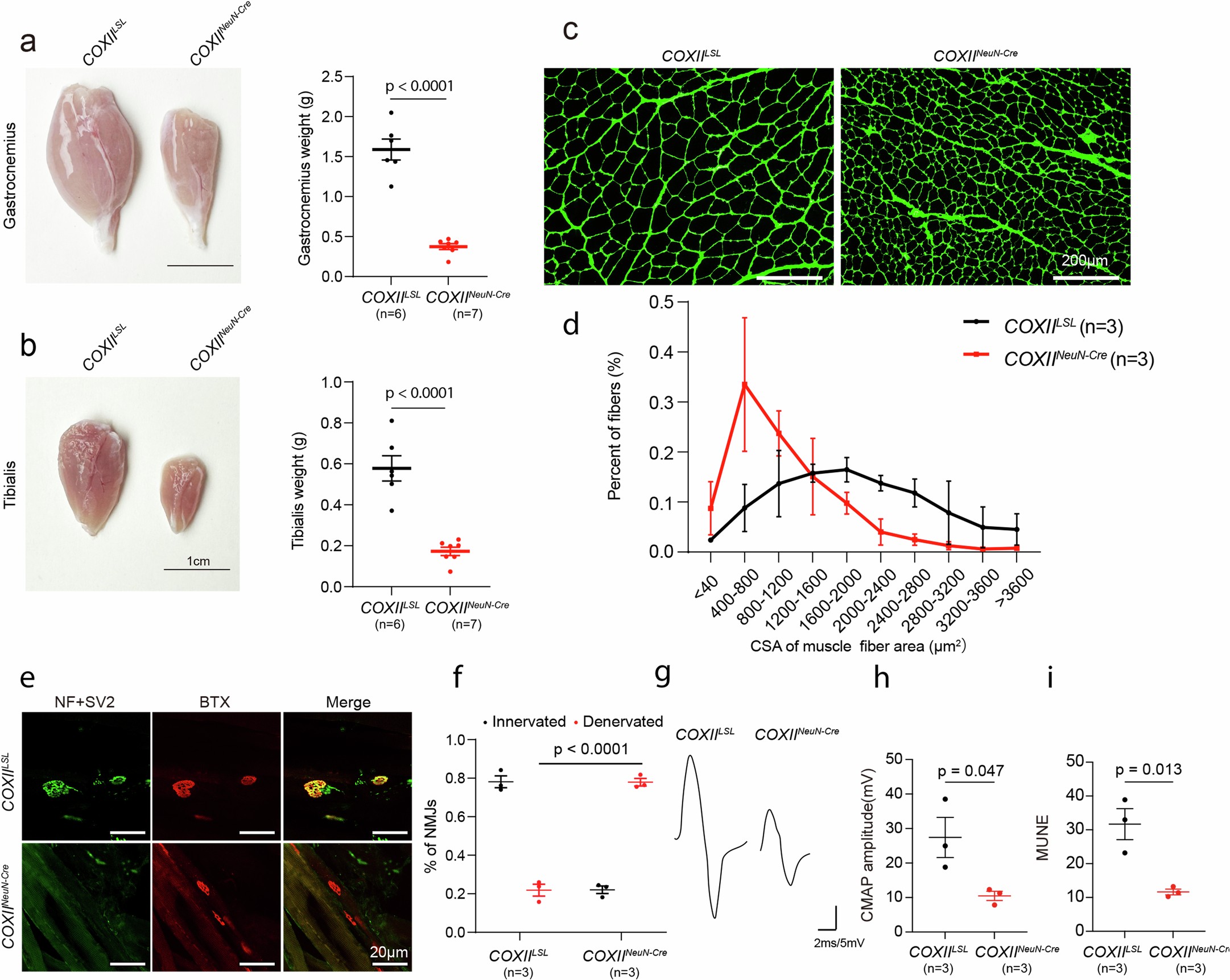 Extended Data Fig. 6: Denervation and atrophy of skeletal muscle in neuronal specific COXII deficient rats.