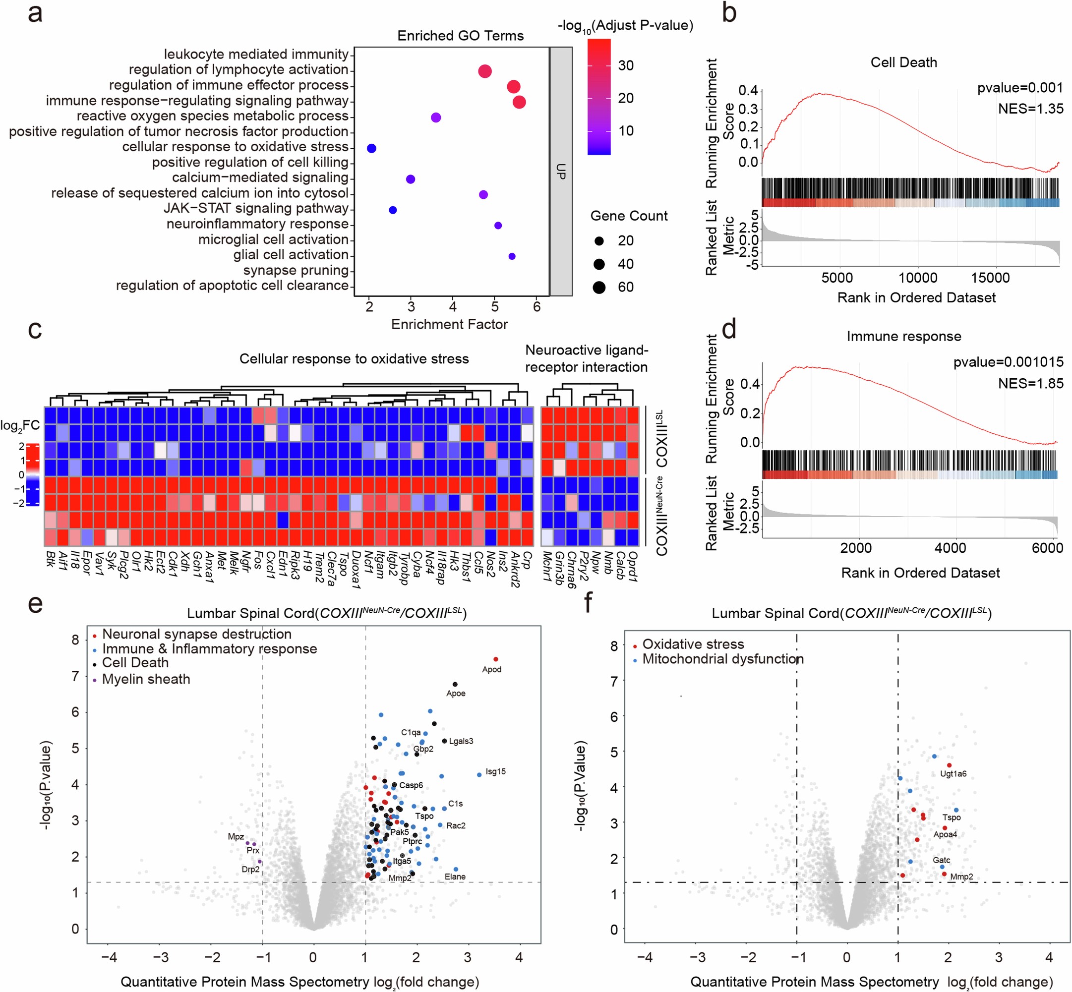 Extended Data Fig. 7: RNA-Seq and quantitative-mass spectrometry analysis of COXIIINeuN-Cre rats.