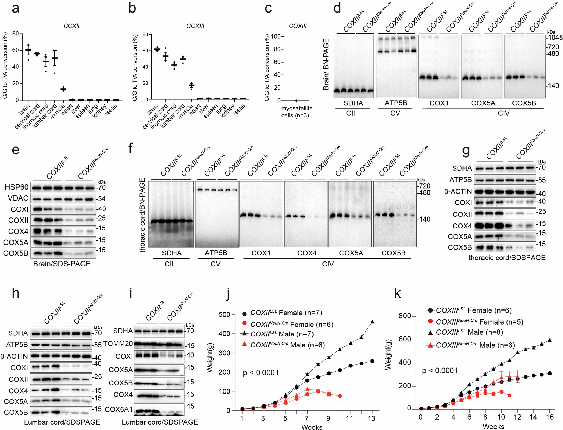 Extended Data Fig. 3: Characterization of neuronal-specific targeting of COXII/III.
