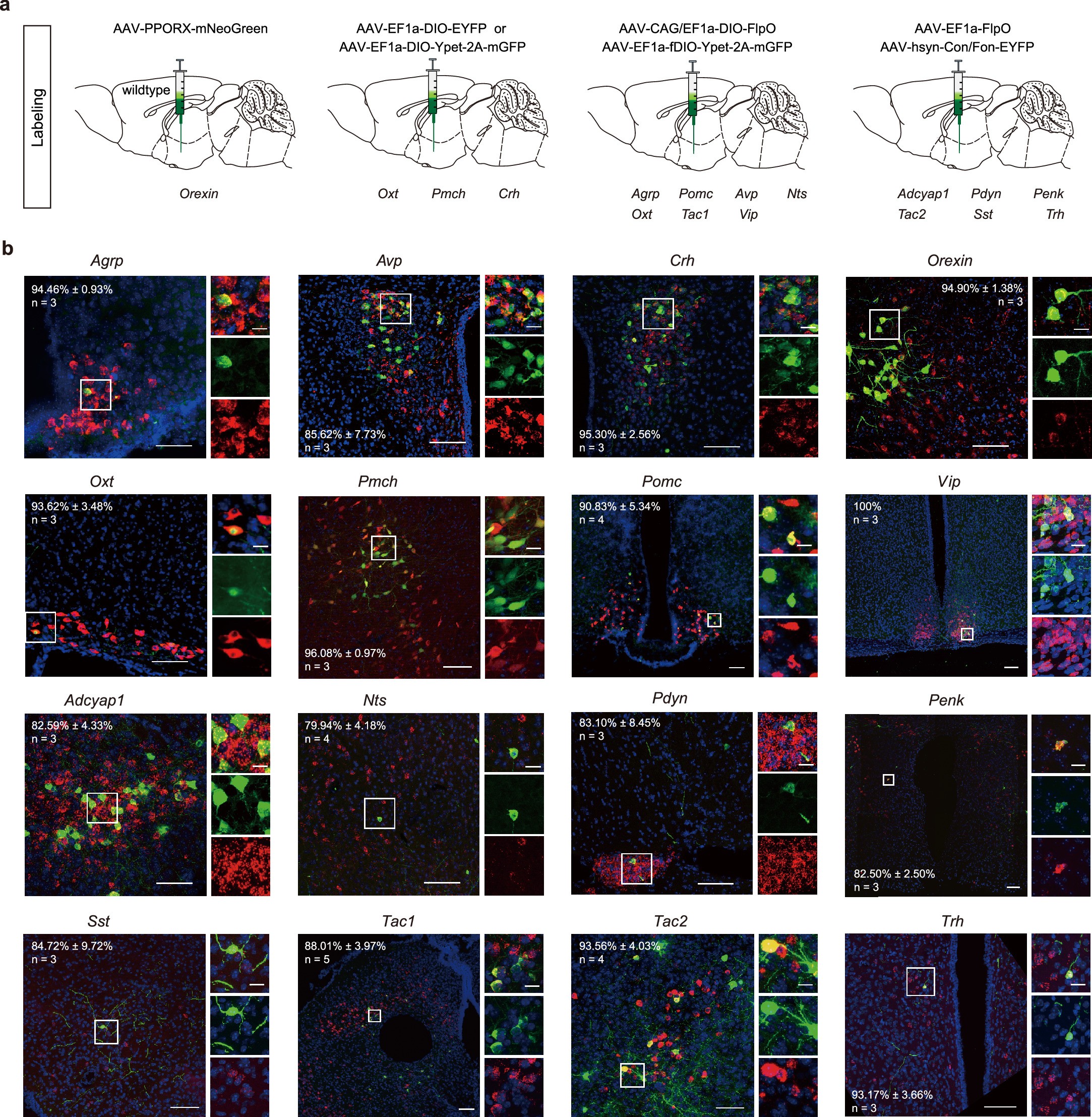 Extended Data Fig. 1: Viral strategies for sparsely labeling hypothalamic peptidergic neurons.