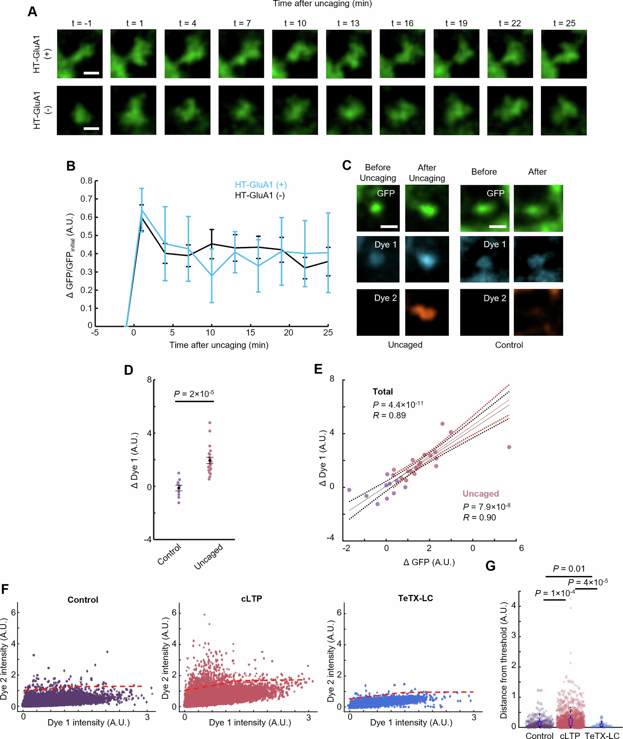 Extended Data Fig. 2: Effects of MNI-glutamate uncaging and cLTP on AMPAR exocytosis.