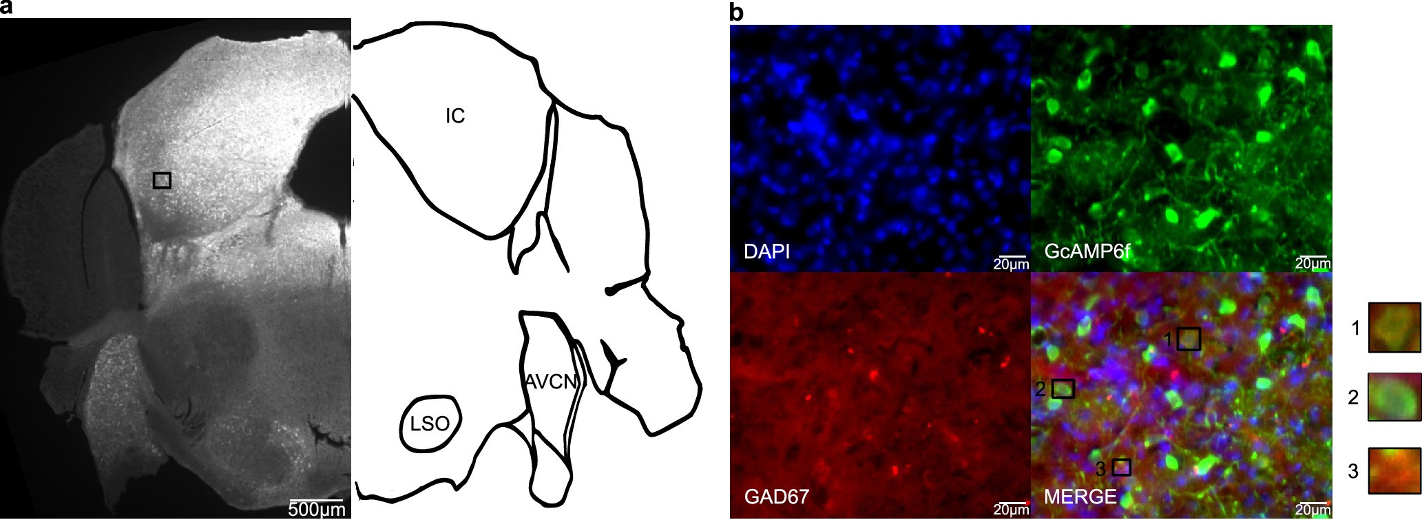 Extended Data Fig. 1